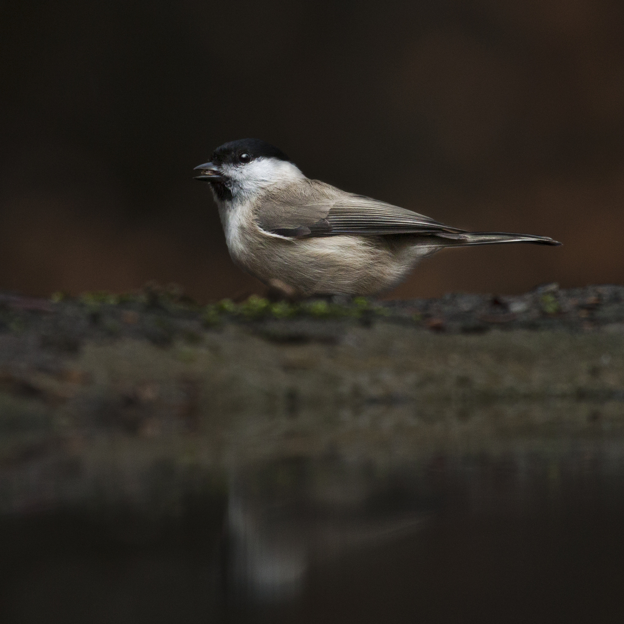 Canon EF 100-400mm F4.5-5.6L IS USM sample photo. Zwartkop sylvia atricapilla photography