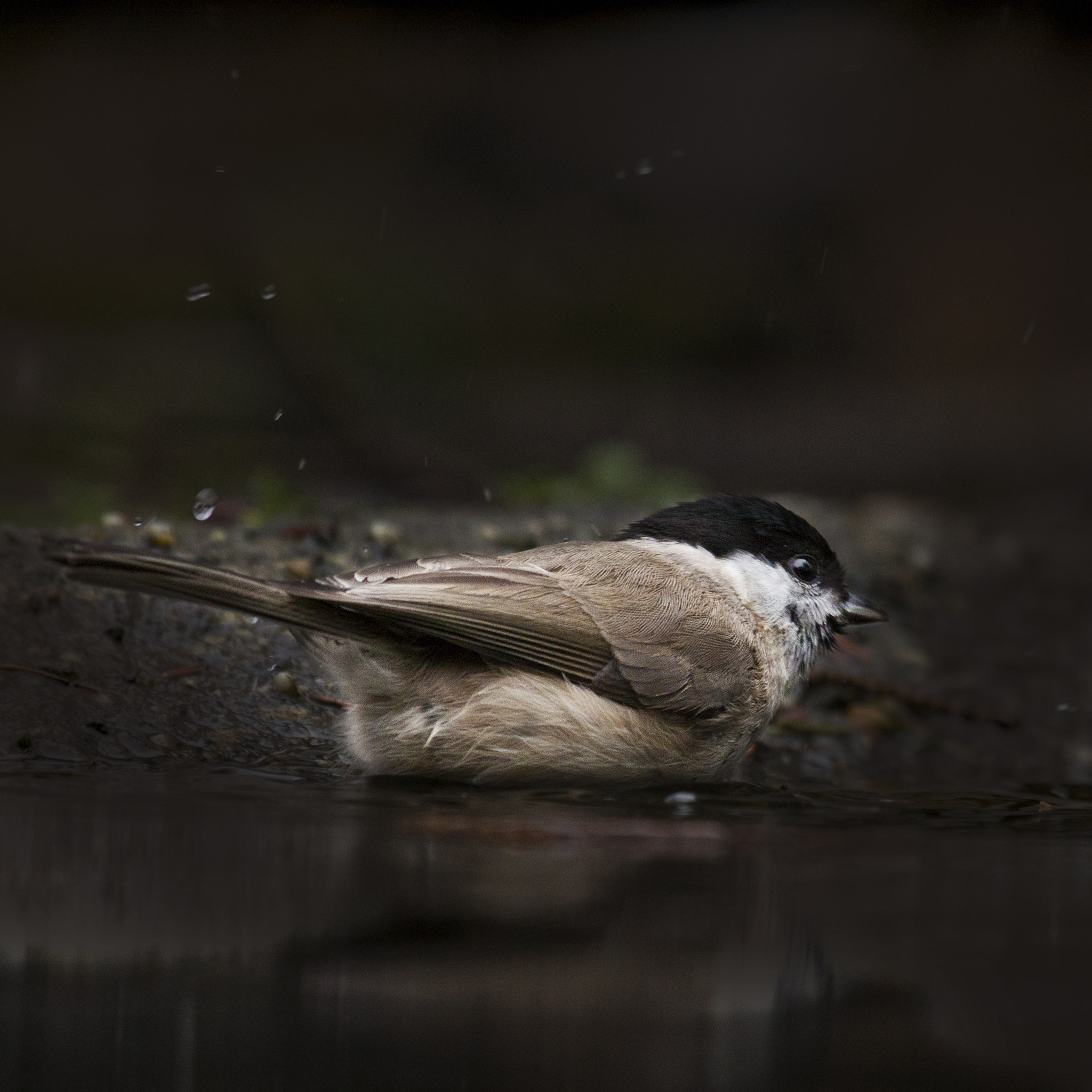 Canon EF 100-400mm F4.5-5.6L IS USM sample photo. Zwartkop sylvia atricapilla photography