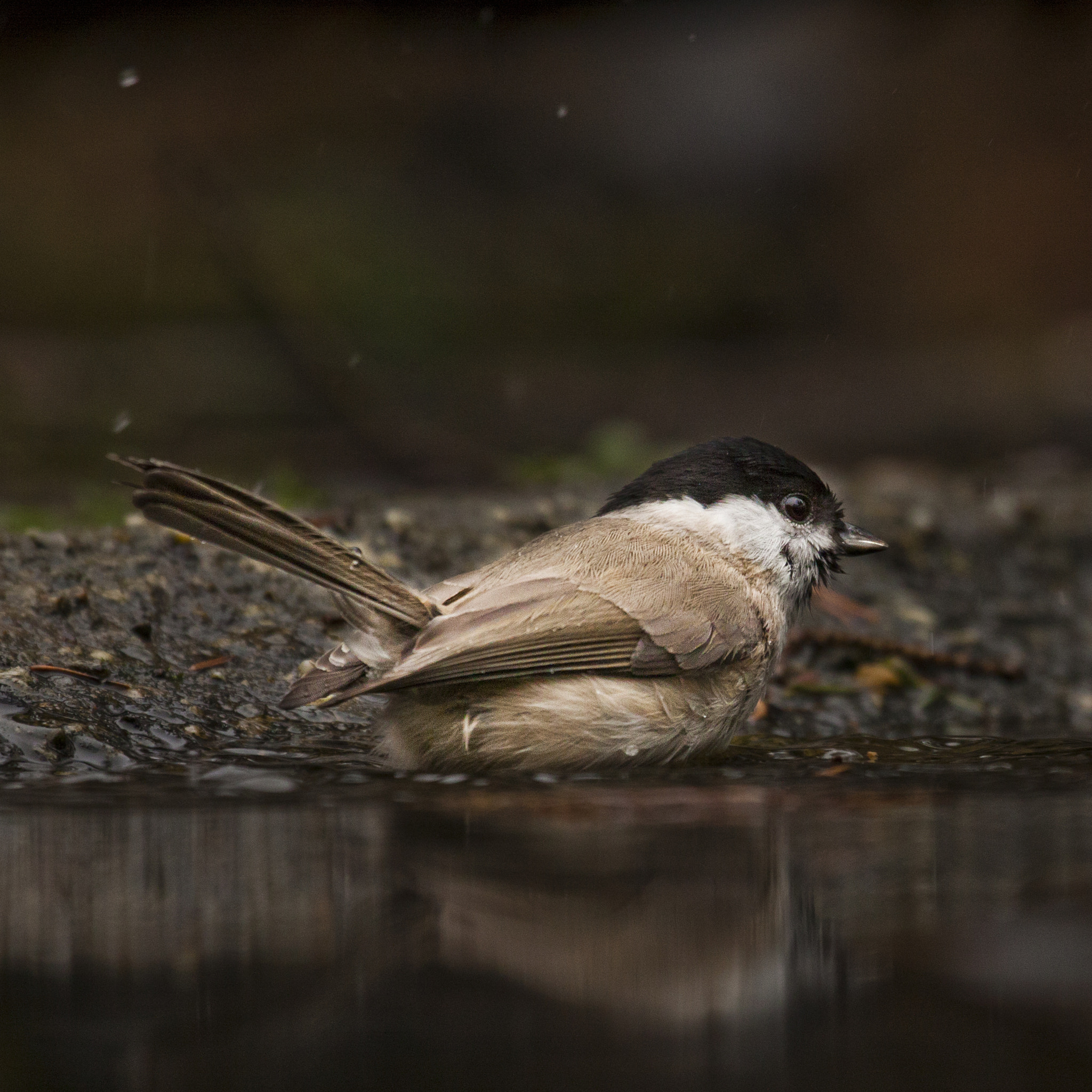 Canon EF 100-400mm F4.5-5.6L IS USM sample photo. Zwartkop sylvia atricapilla photography