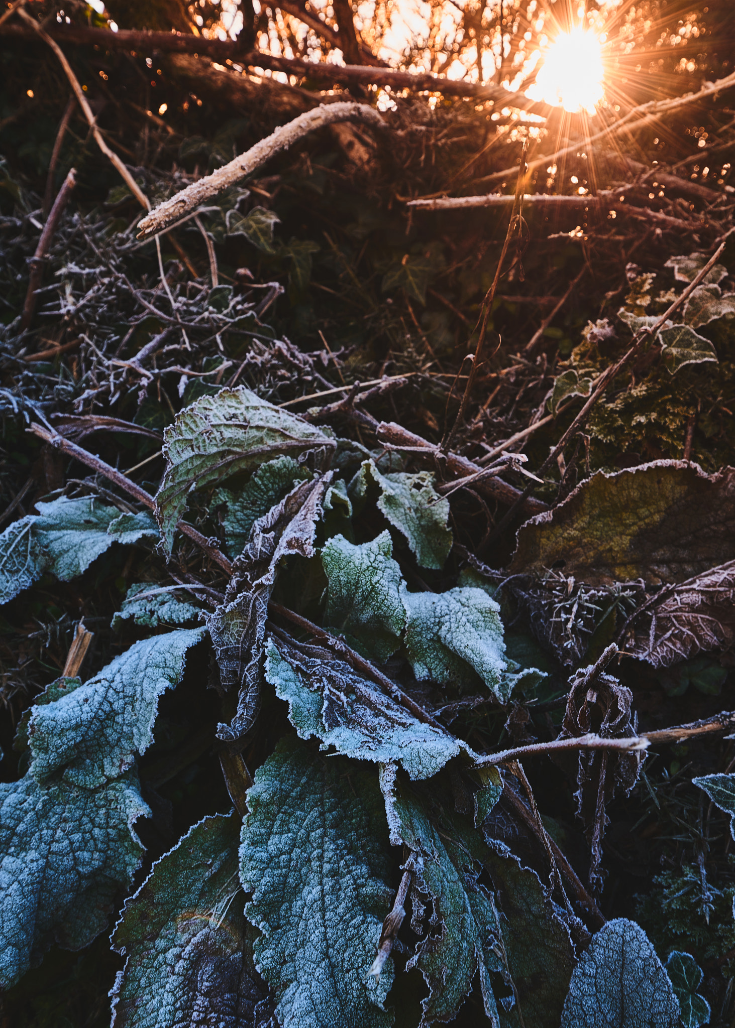 Sony a7R II + Canon EF 16-35mm F4L IS USM sample photo. Frozen sunrise photography