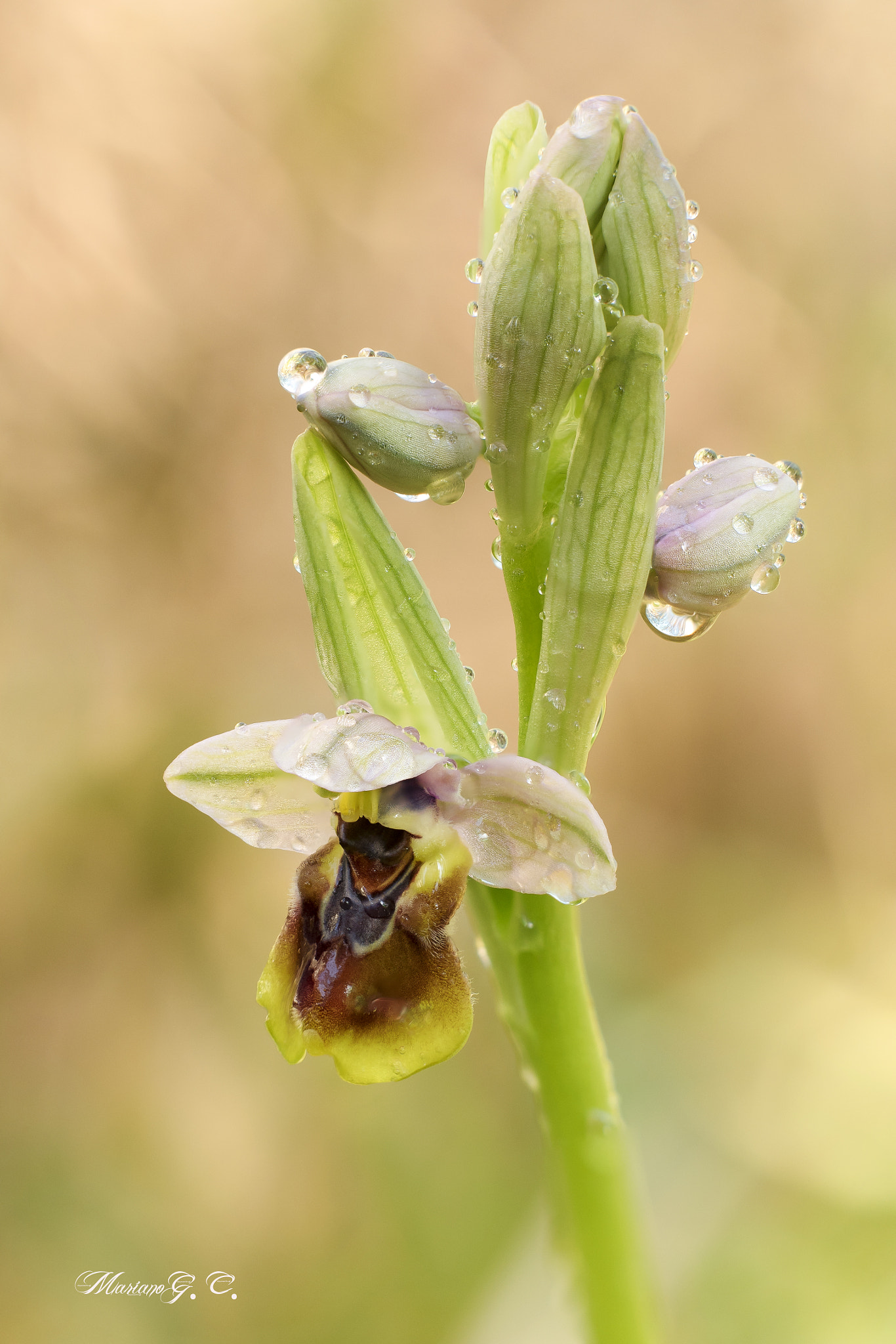 Olympus OM-D E-M5 II + Olympus M.Zuiko Digital ED 40-150mm F2.8 Pro sample photo. Ophrys tenthredinifera photography