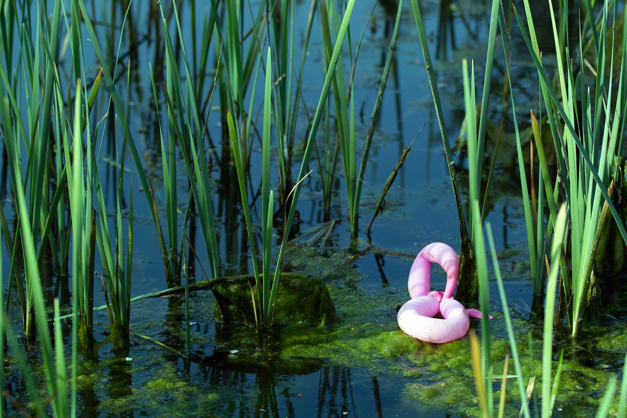 Sigma SD14 sample photo. Swan photography