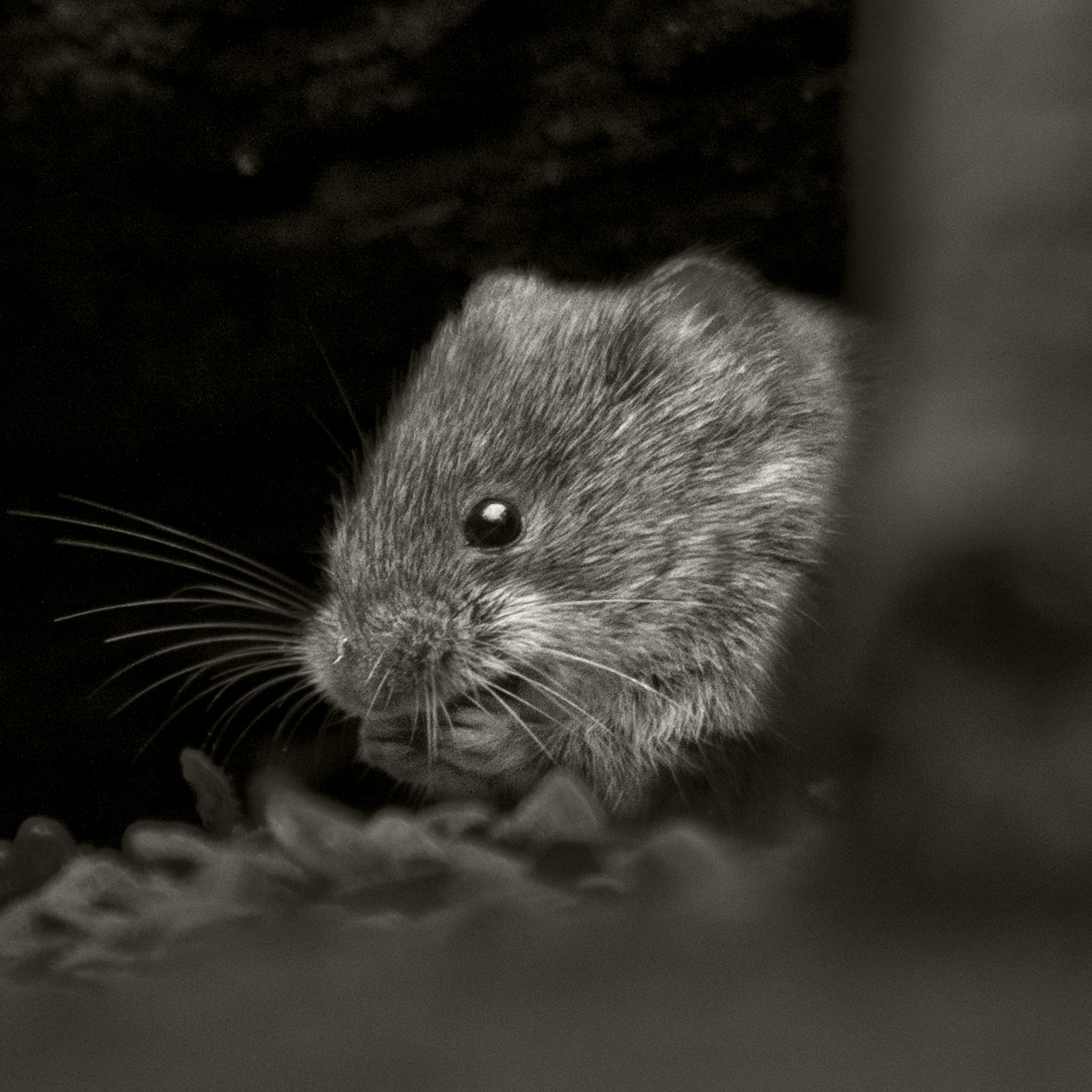 Canon EOS 50D sample photo. Eating mouse photography
