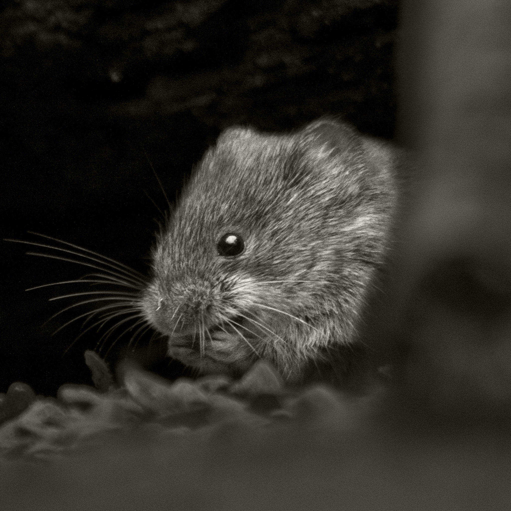 Canon EF 100-400mm F4.5-5.6L IS USM sample photo. Eating mouse photography