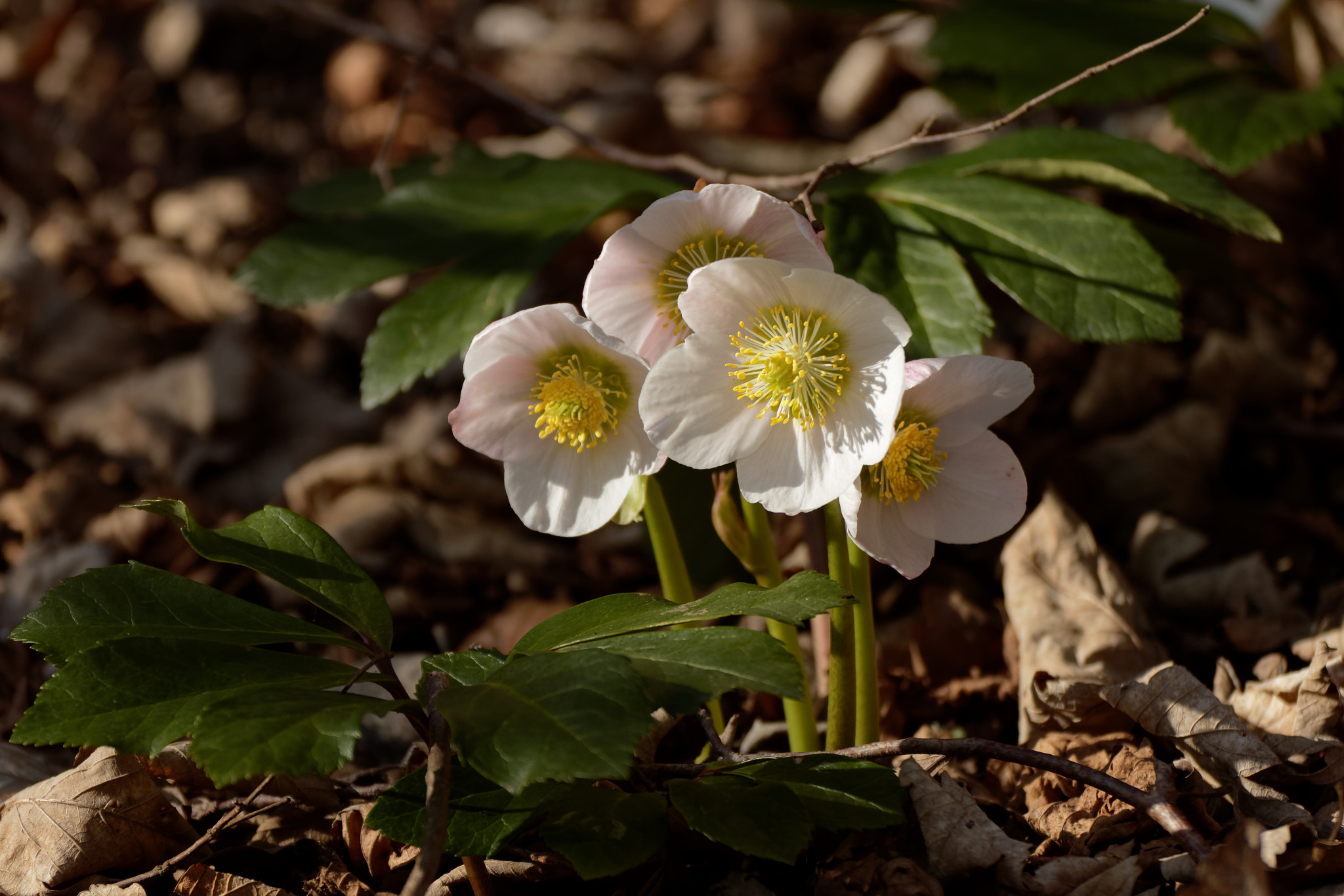 Canon EOS 7D Mark II sample photo. Frühlingsboten photography