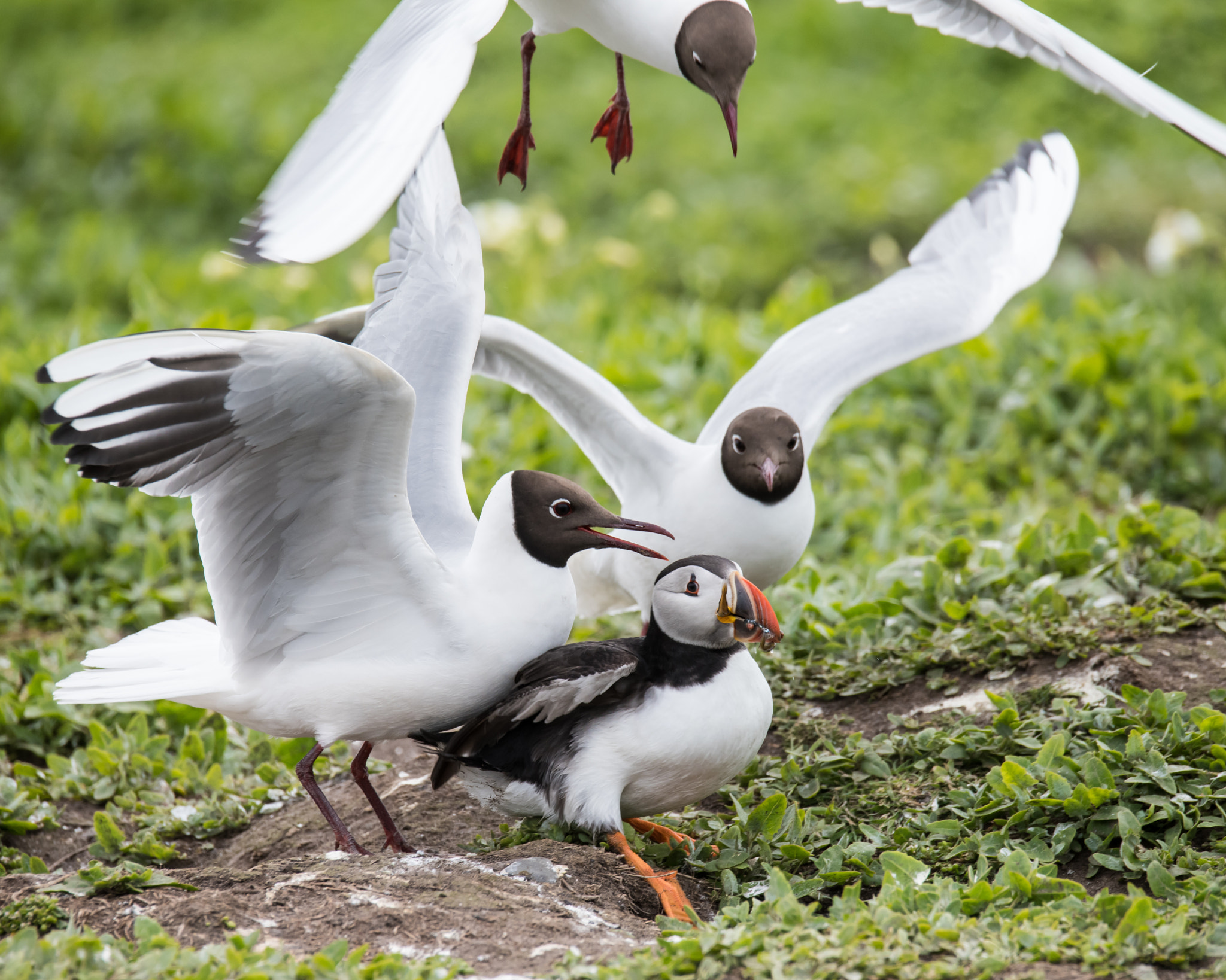 Sigma 150-600mm F5-6.3 DG OS HSM | S sample photo. Attack photography