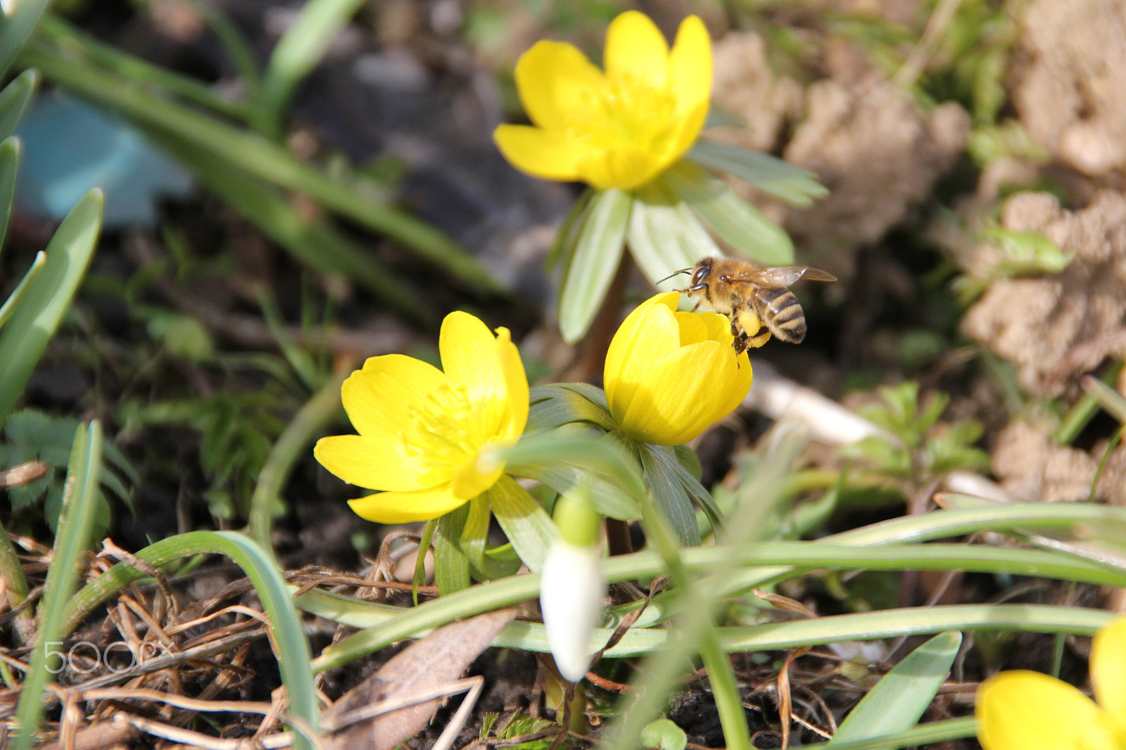 Canon EOS 550D (EOS Rebel T2i / EOS Kiss X4) sample photo. Busy bee with pollen dust photography