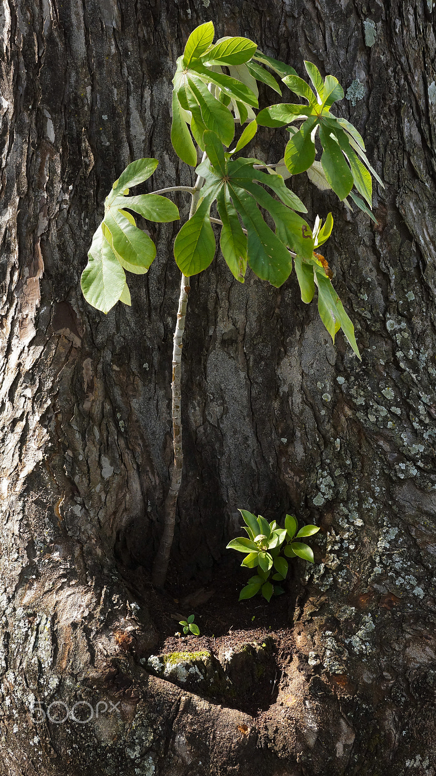 Sony SLT-A65 (SLT-A65V) sample photo. Life comes from life photography