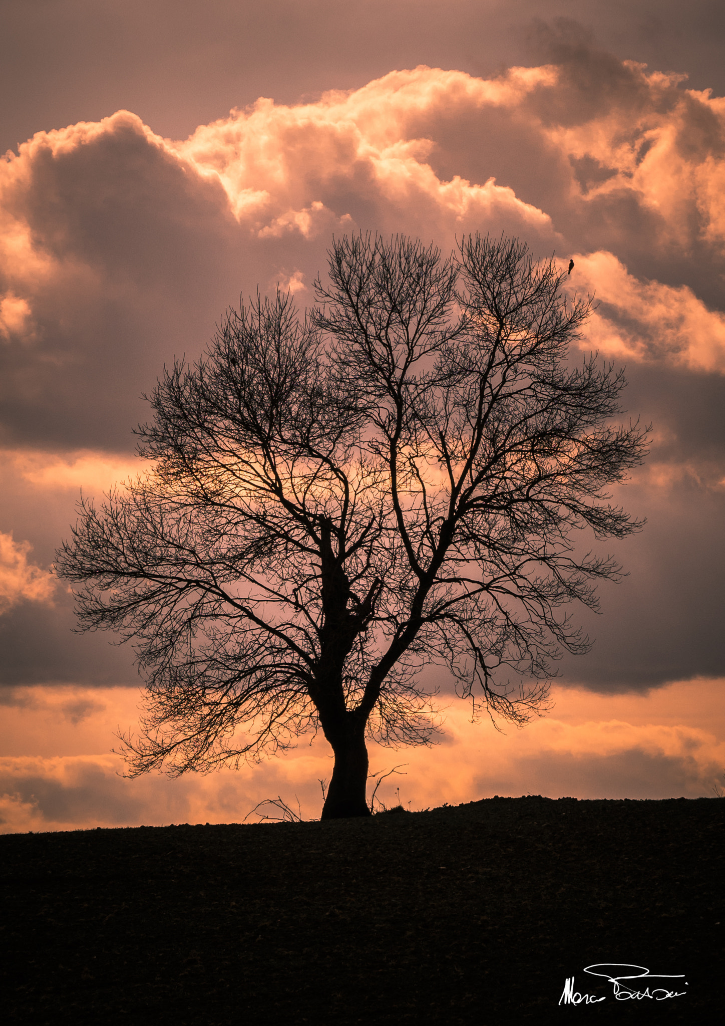 Olympus OM-D E-M1 sample photo. Big tree photography