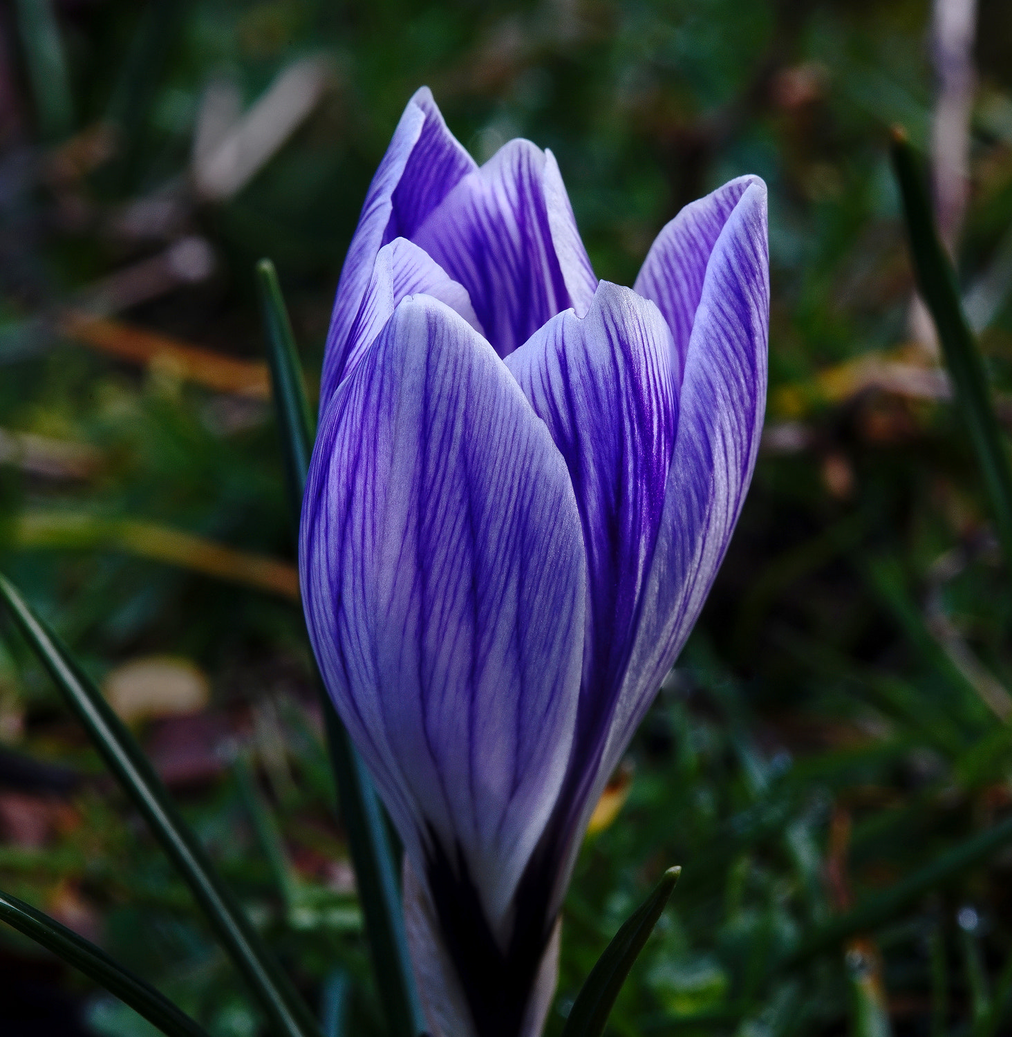 100mm F2.8 SSM sample photo. Purple striped crocus photography