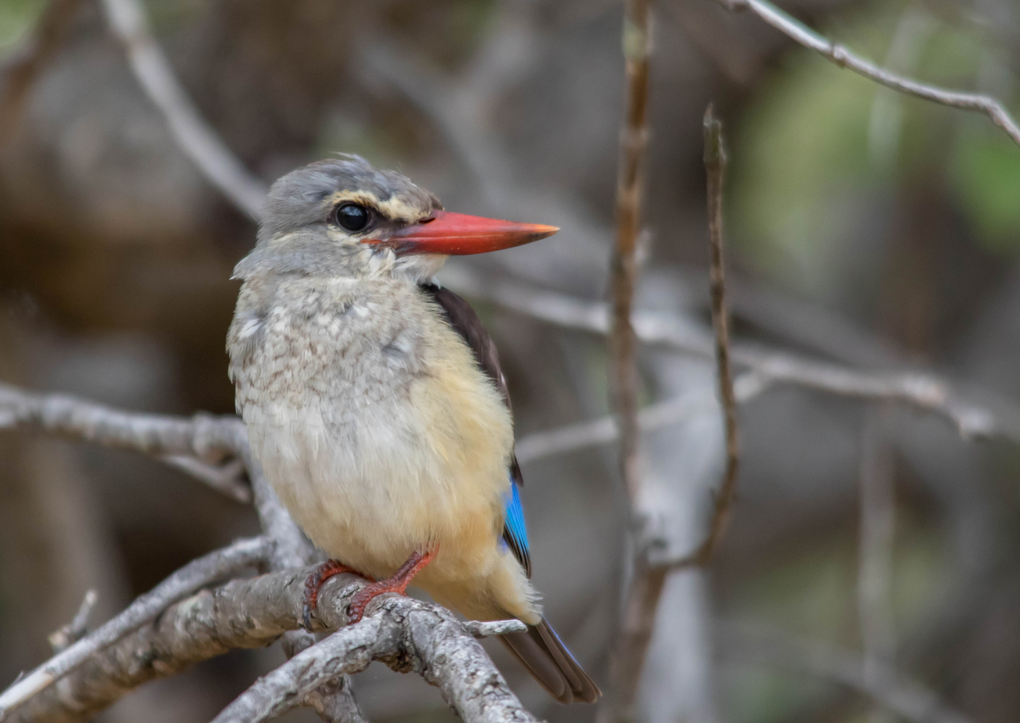 Sigma 150-500mm F5-6.3 DG OS HSM sample photo. Grey headed kingfisher photography