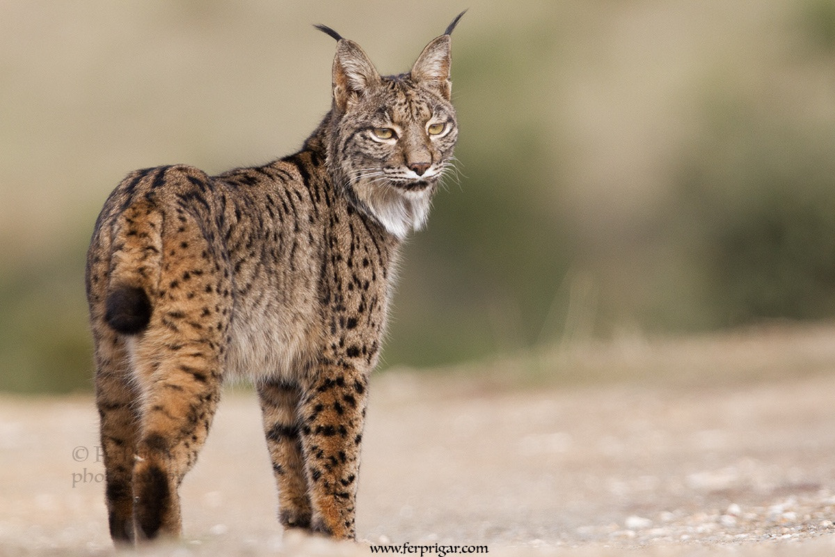 Canon EF 300mm F2.8L IS USM sample photo. Iberian lynx photography