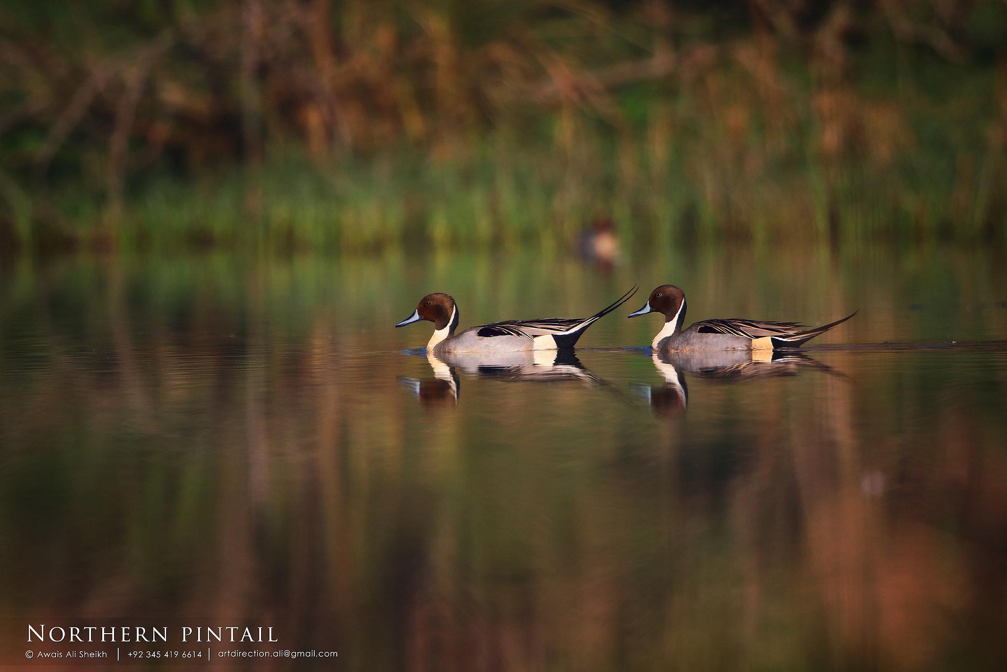 Canon EF 500mm F4L IS II USM sample photo. Northern pintail photography