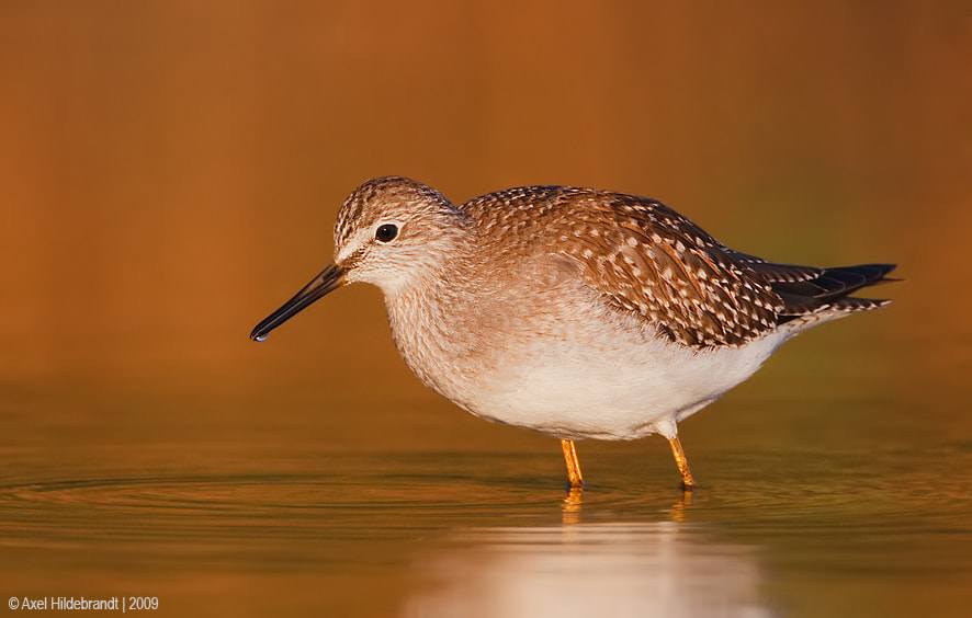 Canon EOS-1D Mark III sample photo. Lesser yellowlegs at first light photography