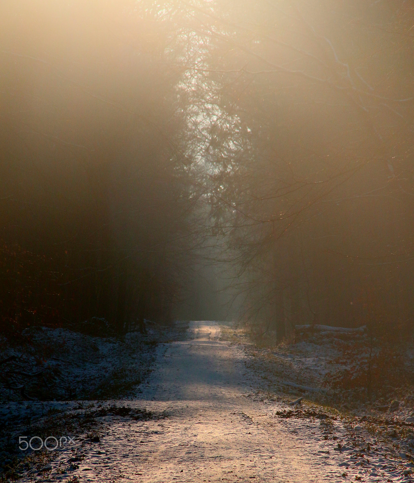 Sigma 18-200mm f/3.5-6.3 DC OS sample photo. Forest photography