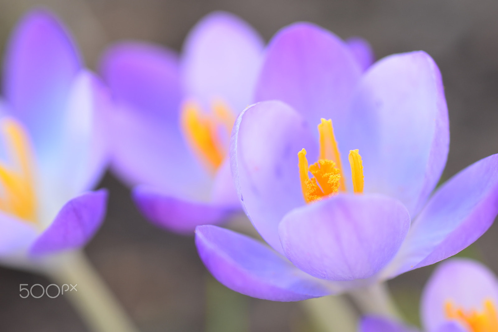 Nikon D5500 sample photo. Blaue krokusse photography