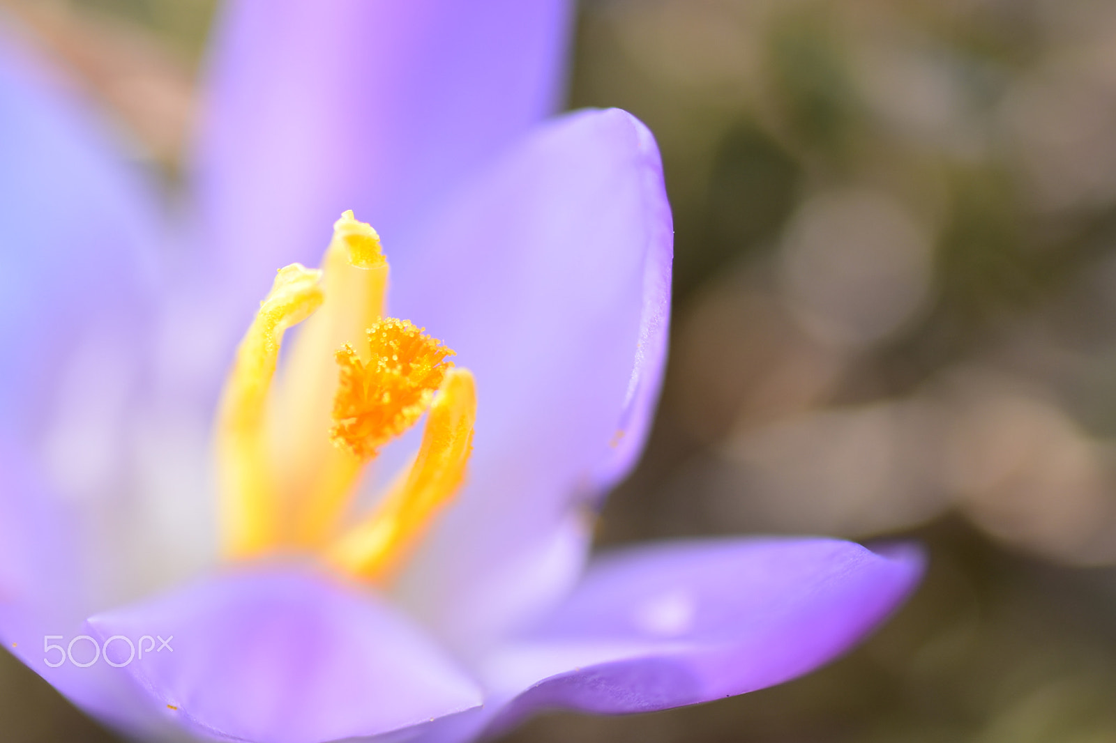Nikon D5500 sample photo. Blauer krokus photography