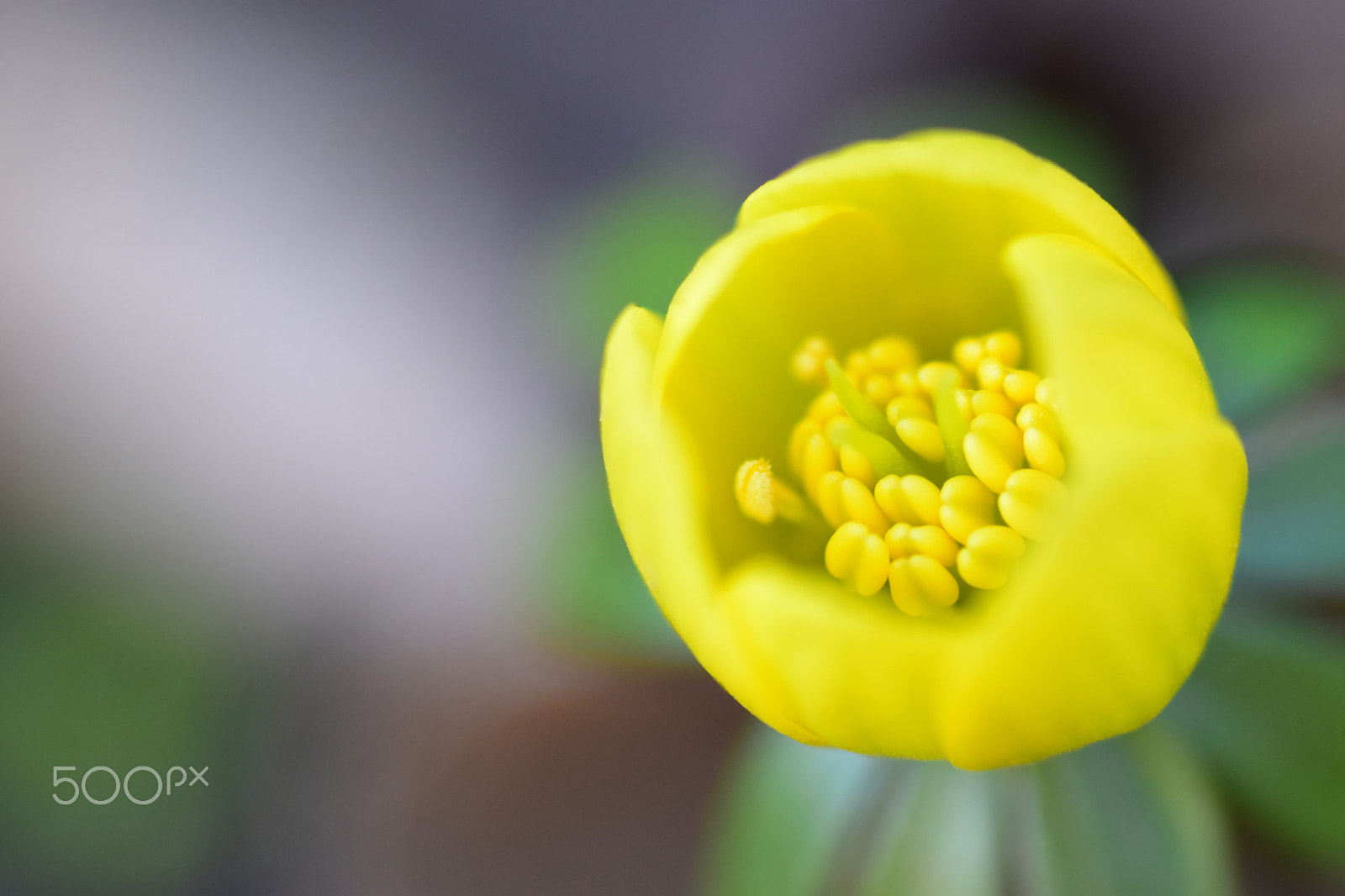 Nikon D5500 sample photo. Gelbe blume photography