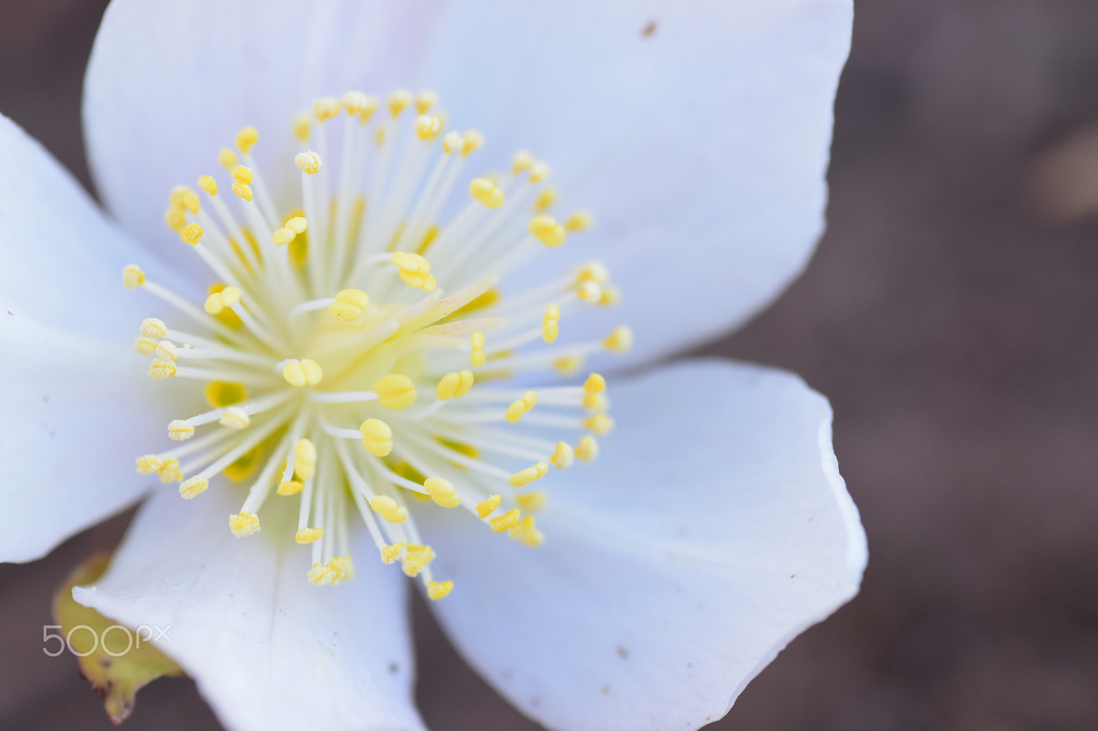Nikon D5500 sample photo. Blühende christrose photography