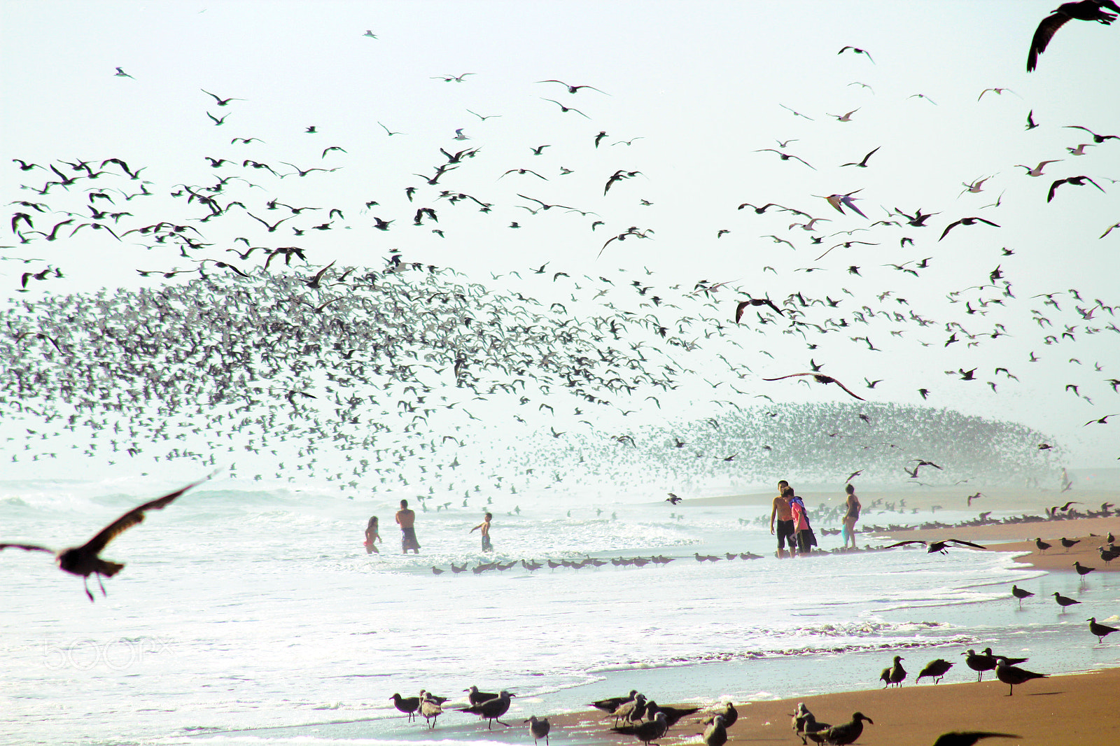 Canon EF 80-200mm F4.5-5.6 II sample photo. Birds photography