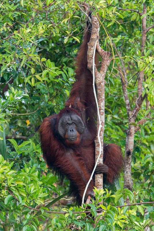 Canon EOS 7D + Canon EF 300mm F2.8L IS USM sample photo. Man of the forest photography