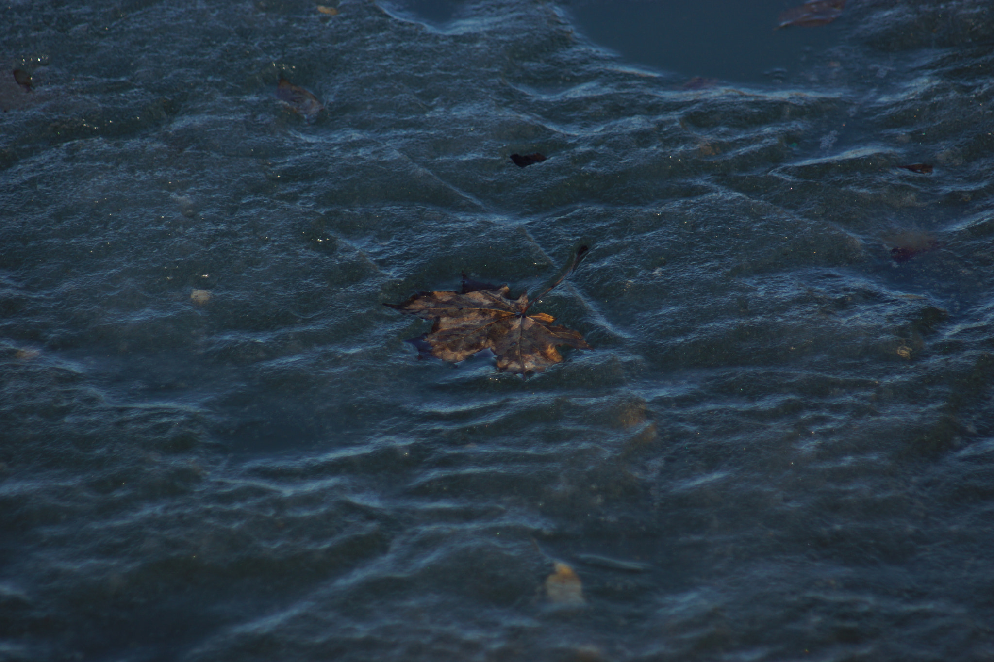 Sony SLT-A65 (SLT-A65V) + Minolta AF 70-210mm F4.5-5.6 [II] sample photo. Trapped in the ice  photography