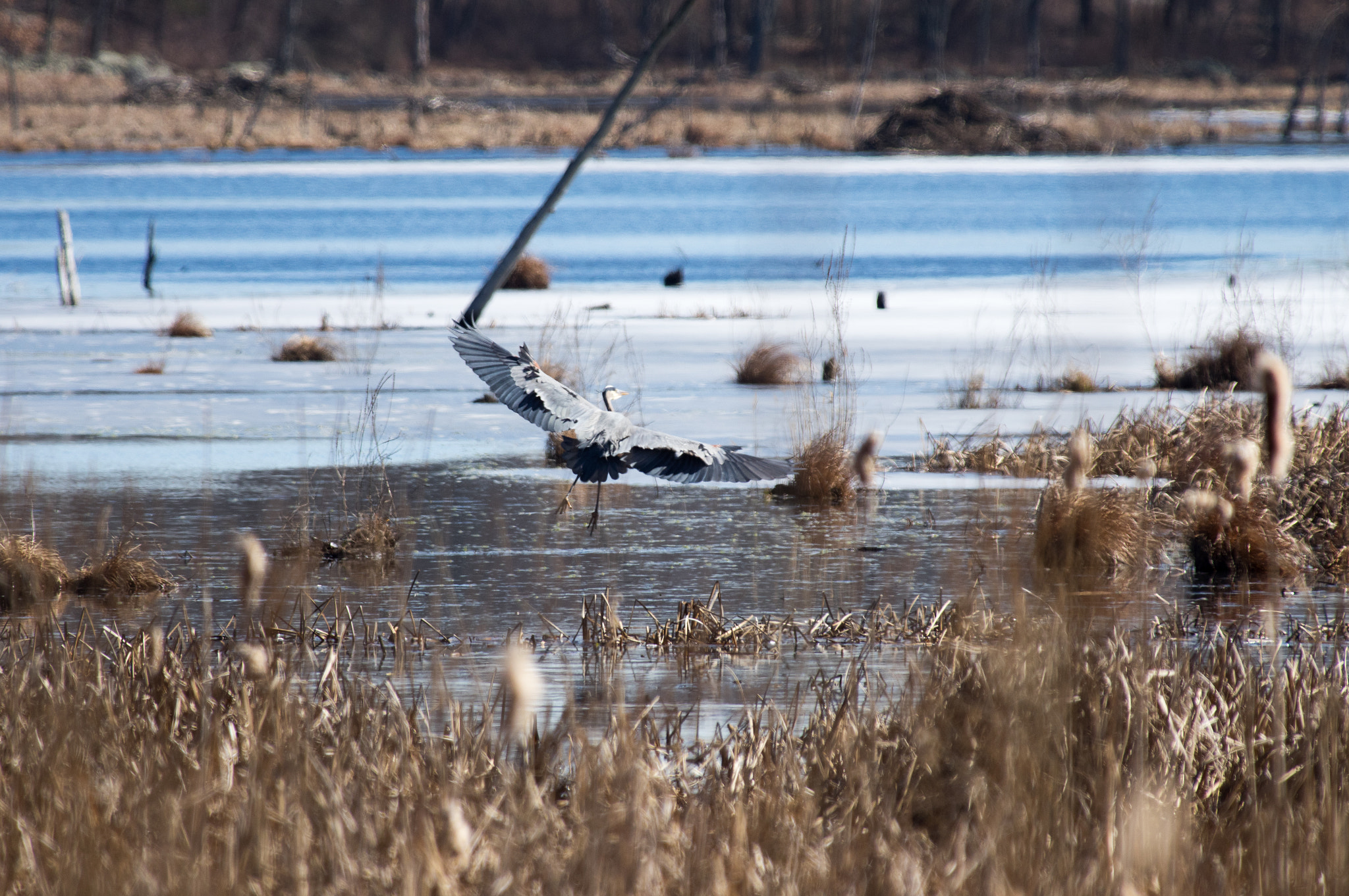 Pentax K-3 sample photo. Great blue heron takes flight, bennett's pond photography