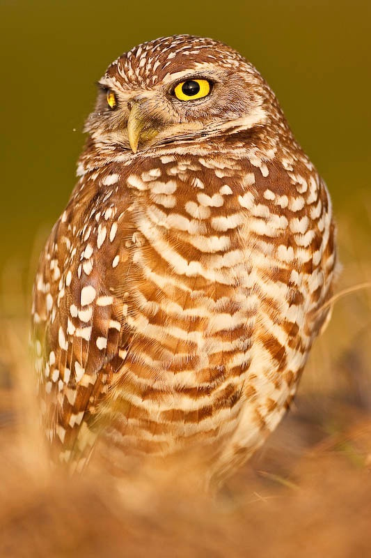 Canon EOS 40D sample photo. Burrowing owl photography