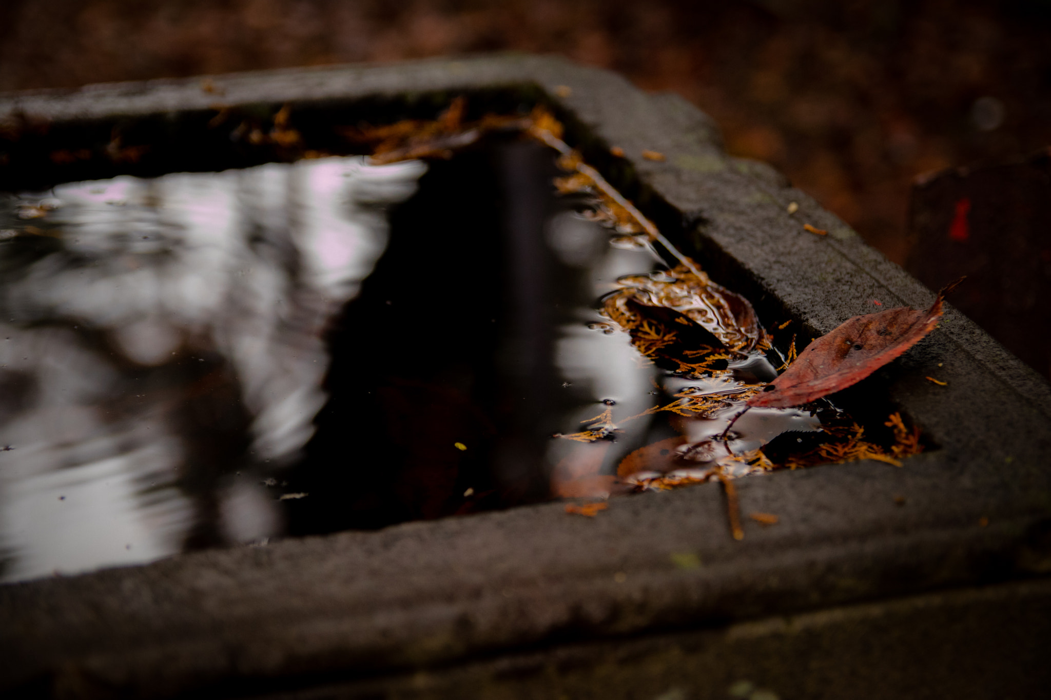 Canon EOS M3 sample photo. Leaf photography
