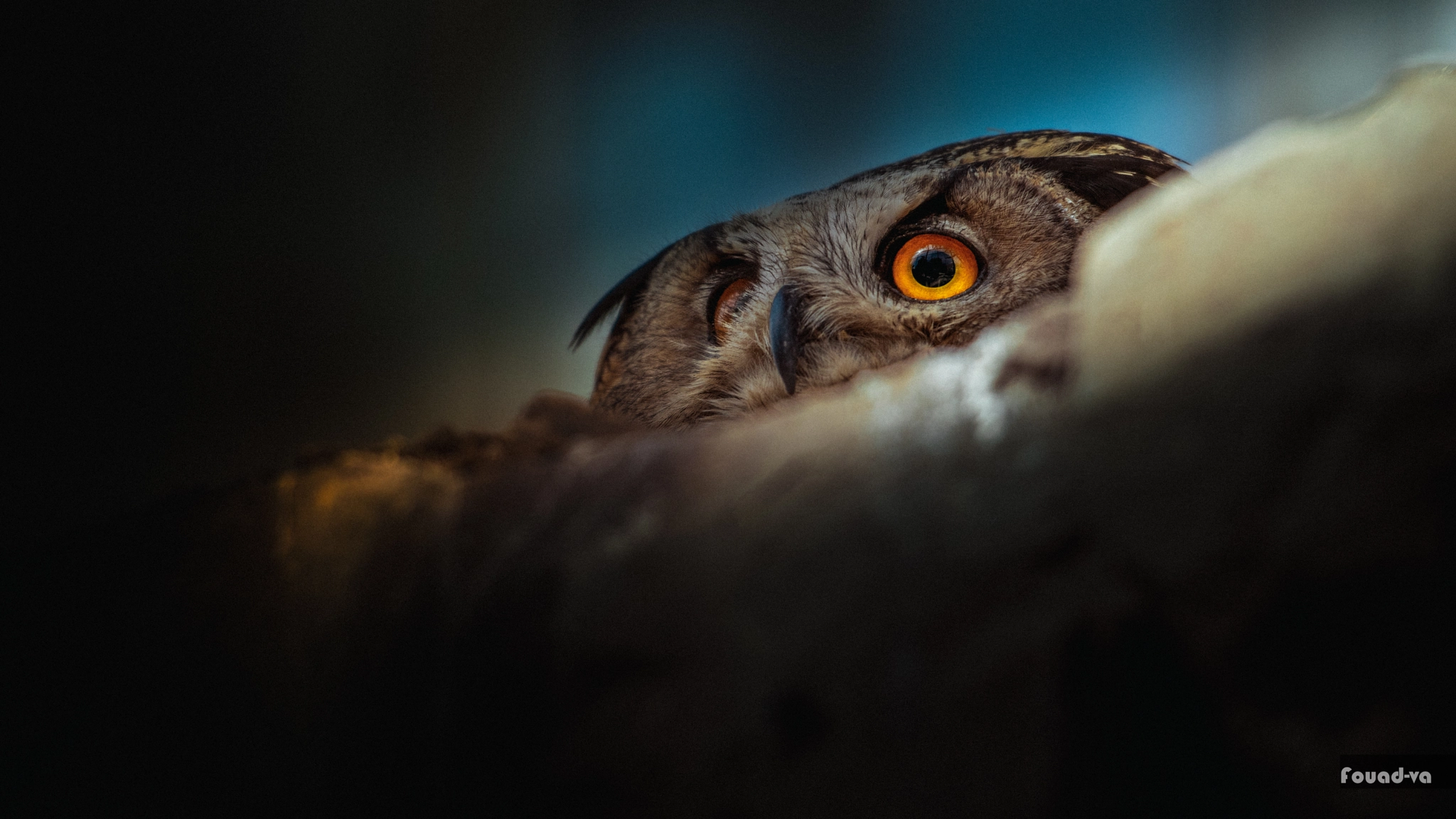 Nikon AF-S Nikkor 70-200mm F2.8G ED VR II sample photo. 54783 always watching you :| photography