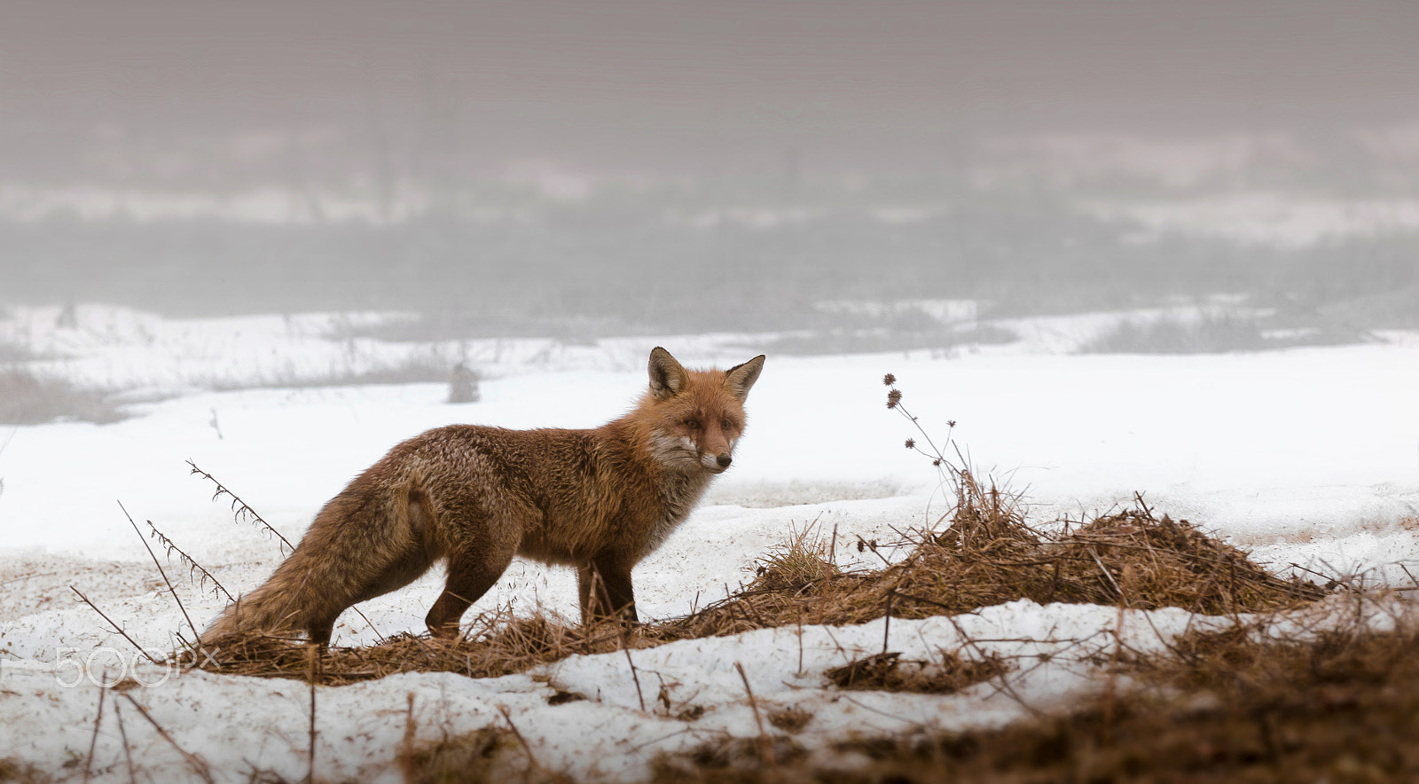 Nikon D7000 + Sigma 50-150mm F2.8 EX APO DC OS HSM sample photo. Fox in fog photography