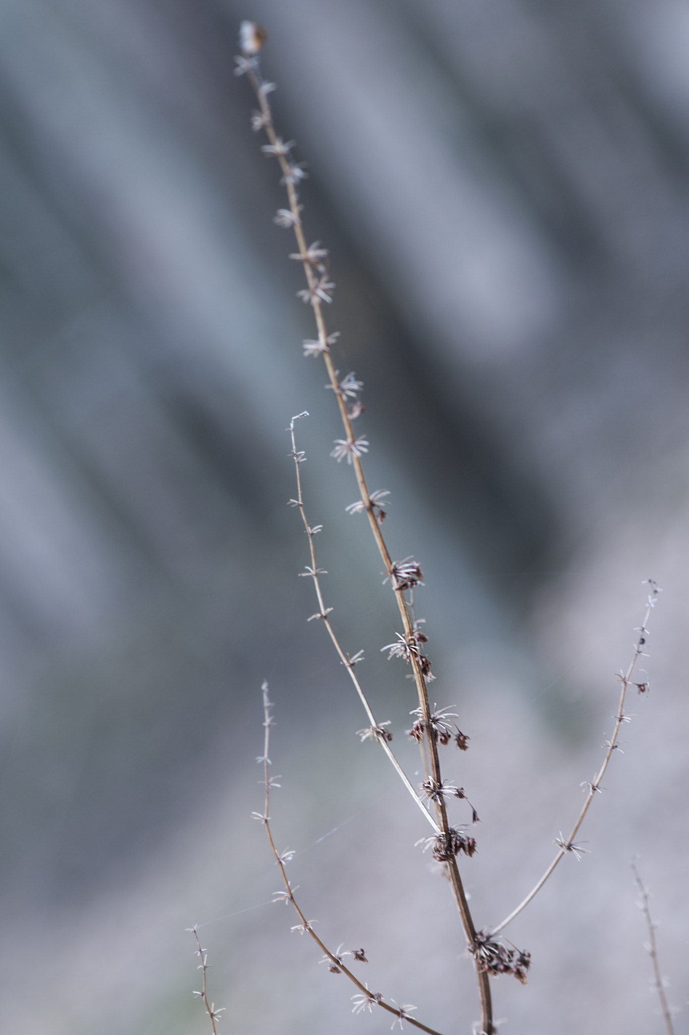 Nikon AF-S Micro-Nikkor 105mm F2.8G IF-ED VR sample photo. Silent photography