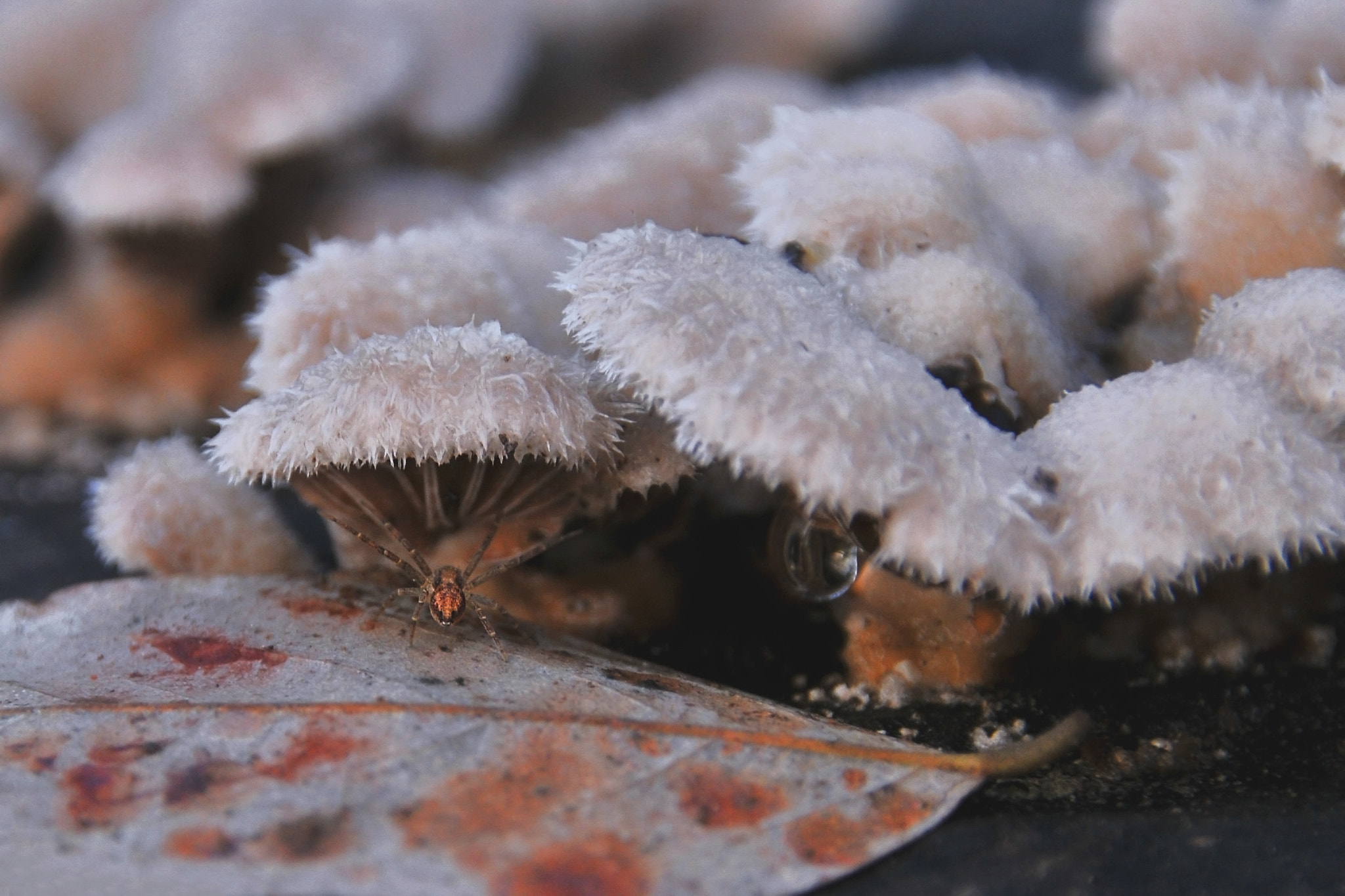 Sigma 18-250mm F3.5-6.3 DC Macro OS HSM sample photo. Little details #3 photography