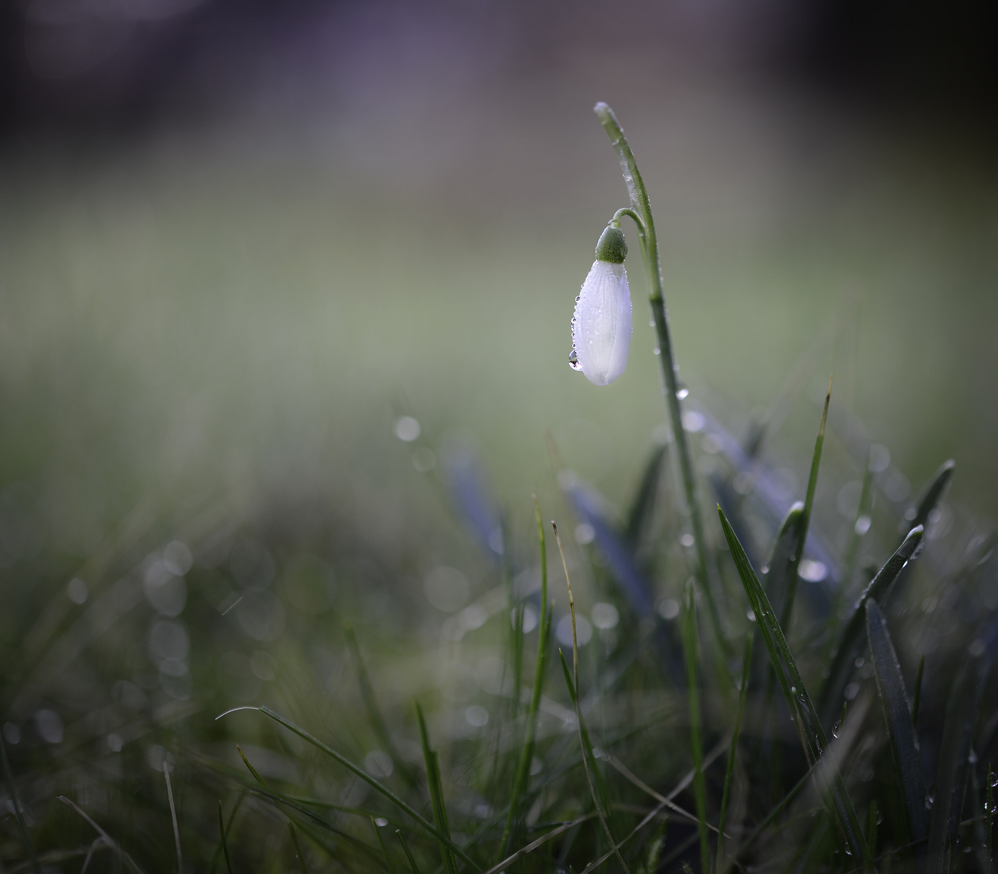 Nikon AF-S Micro-Nikkor 60mm F2.8G ED sample photo. Finally spring! photography