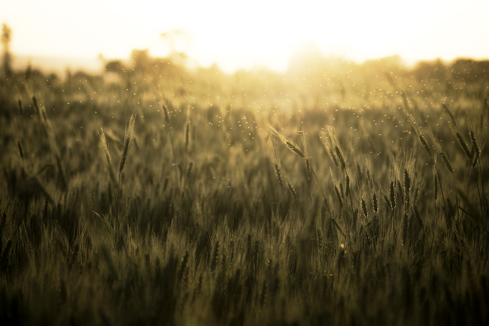 Canon EOS 80D sample photo. Farmland with flies. photography