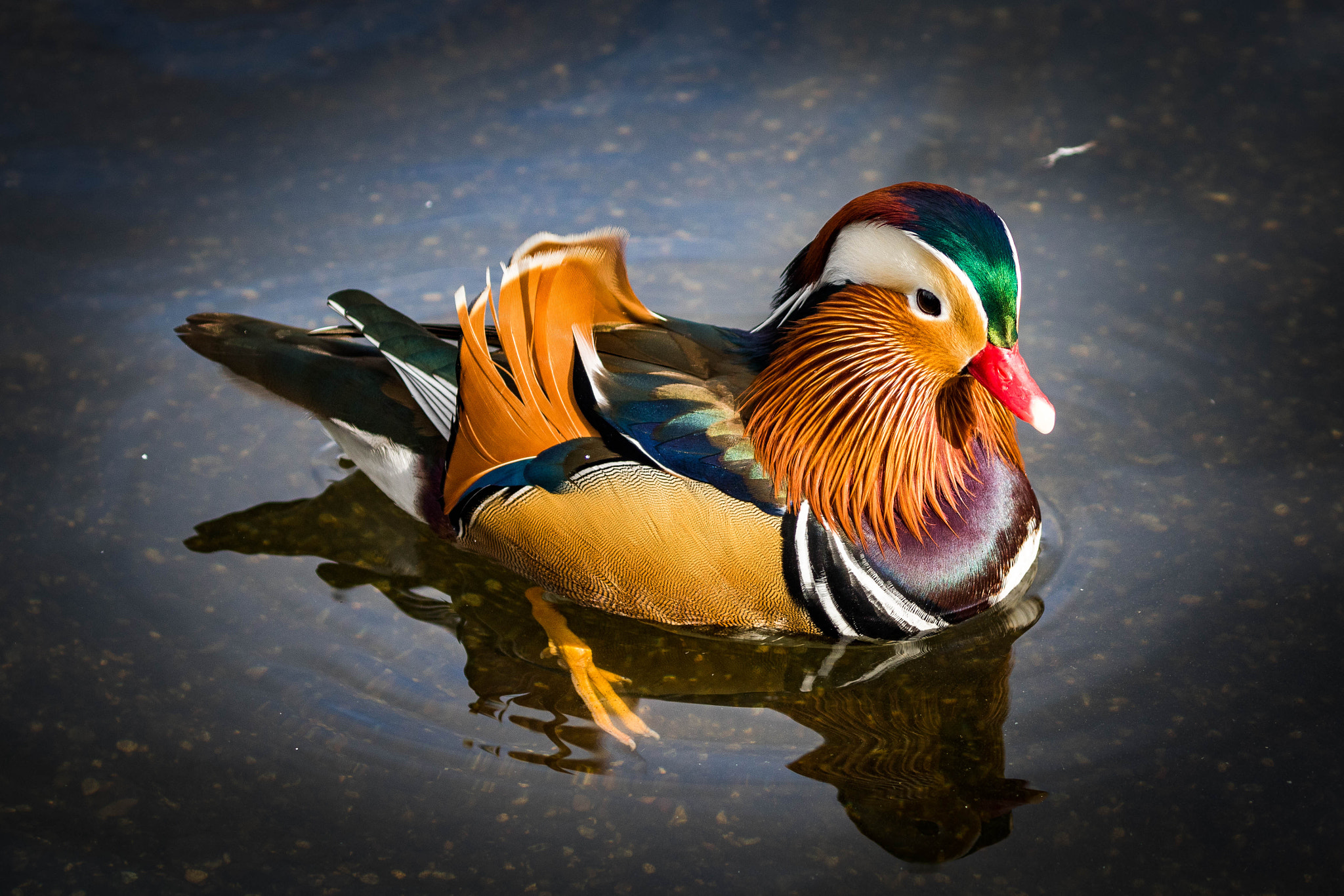 Canon EOS 760D (EOS Rebel T6s / EOS 8000D) sample photo. Mandarin duck photography