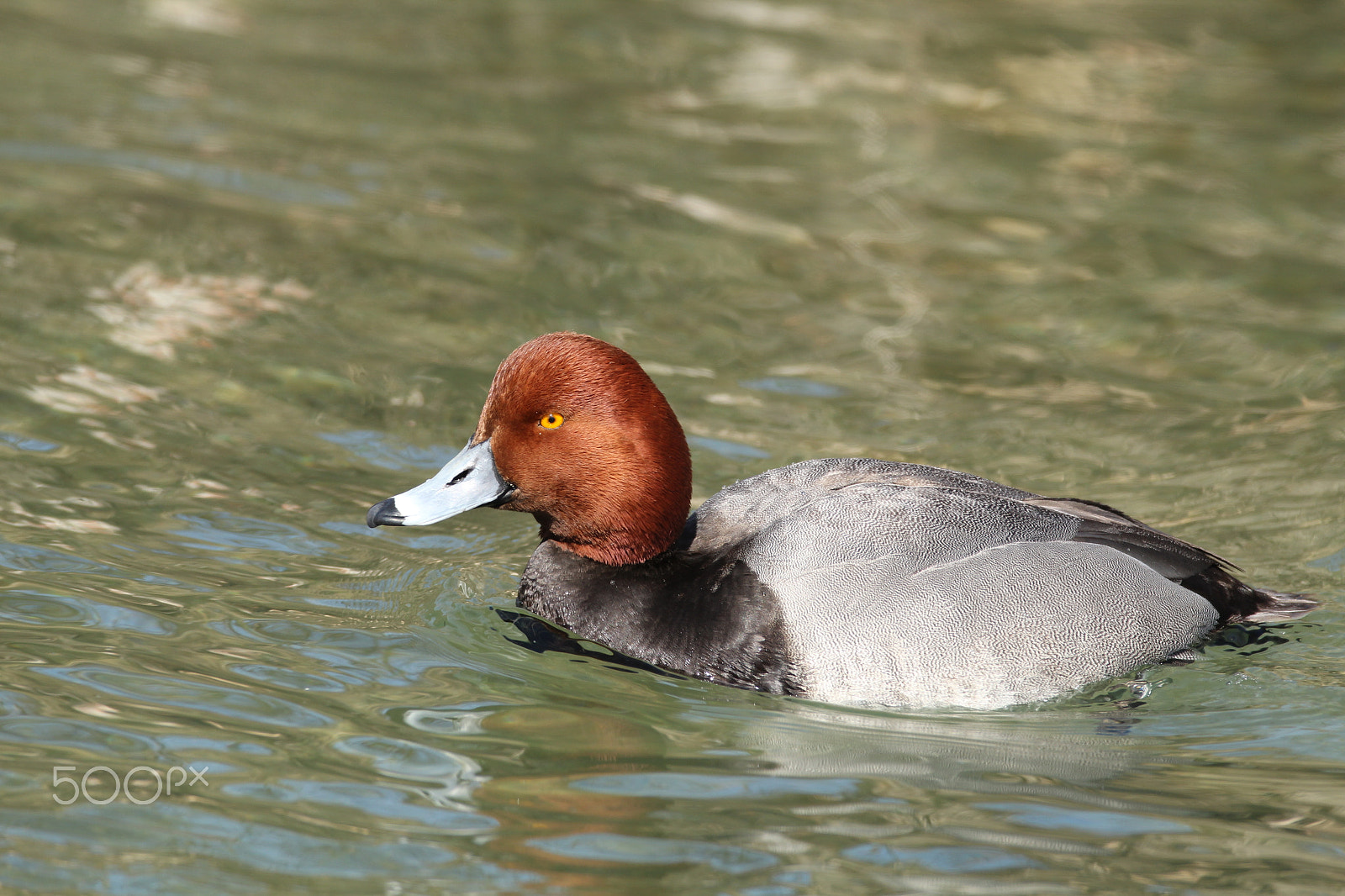 Canon EOS 600D (Rebel EOS T3i / EOS Kiss X5) sample photo. Male redhead duck swimming photography