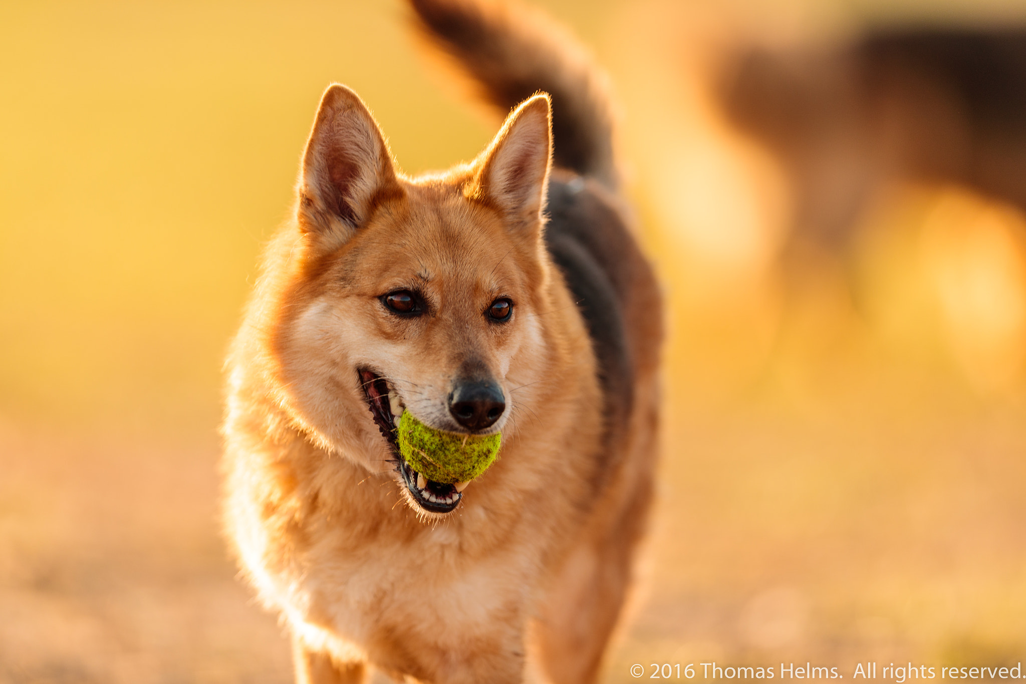 Canon EF 400mm F2.8L IS II USM sample photo. Dogs just want to have fun photography