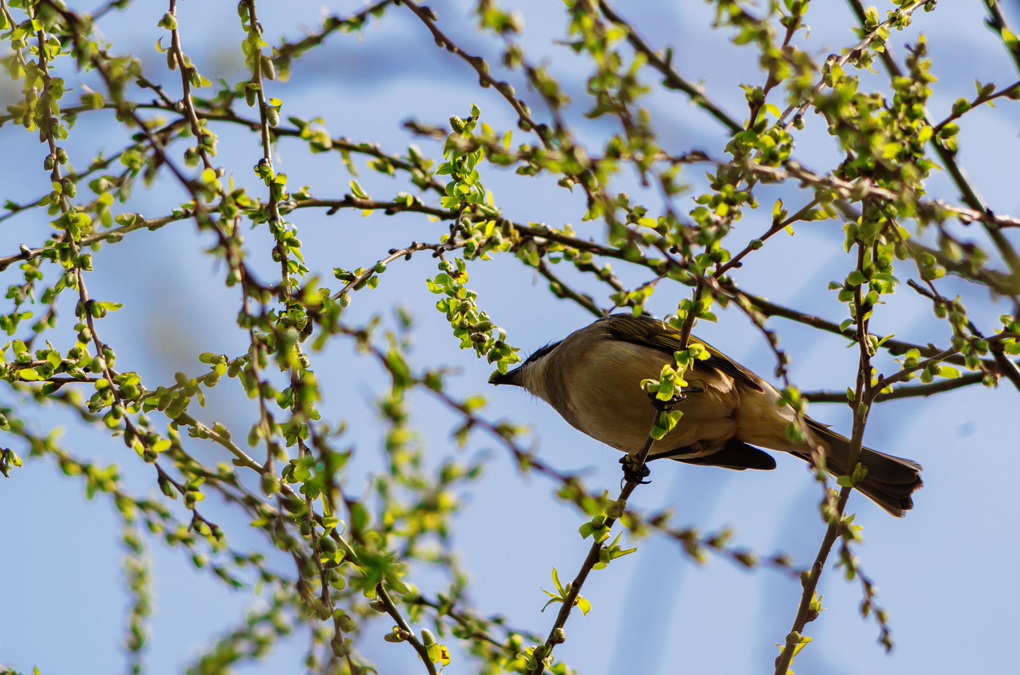 Pentax smc DA 55-300mm F4.0-5.8 ED sample photo. A bird photography