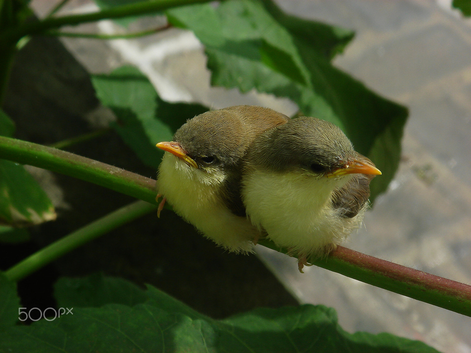 Sony DSC-T5 sample photo. Love of birds photography