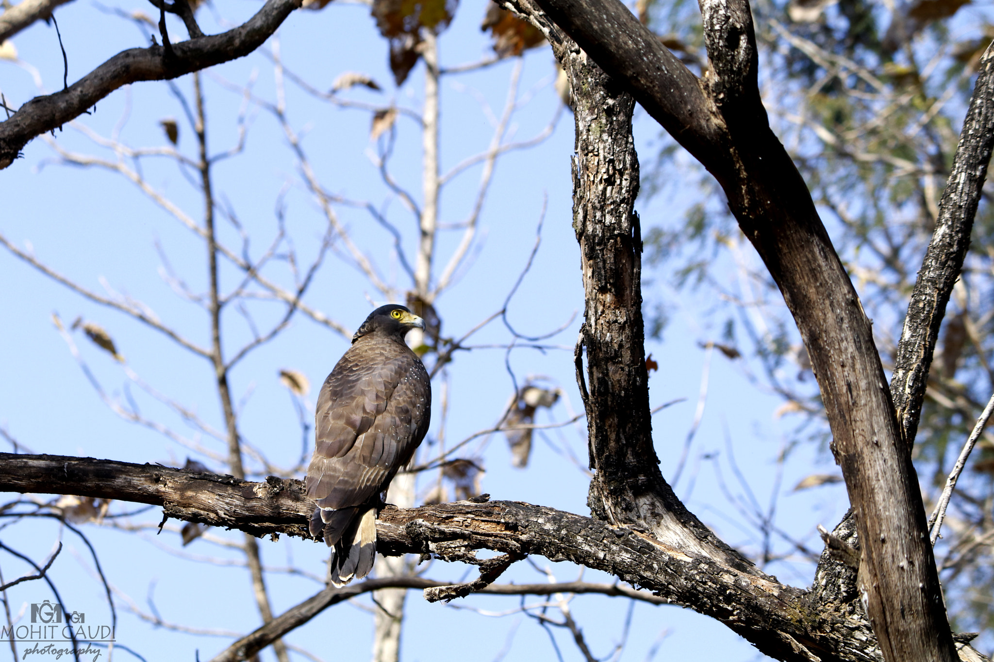 Canon EF-S 55-250mm F4-5.6 IS II sample photo. Mg photography