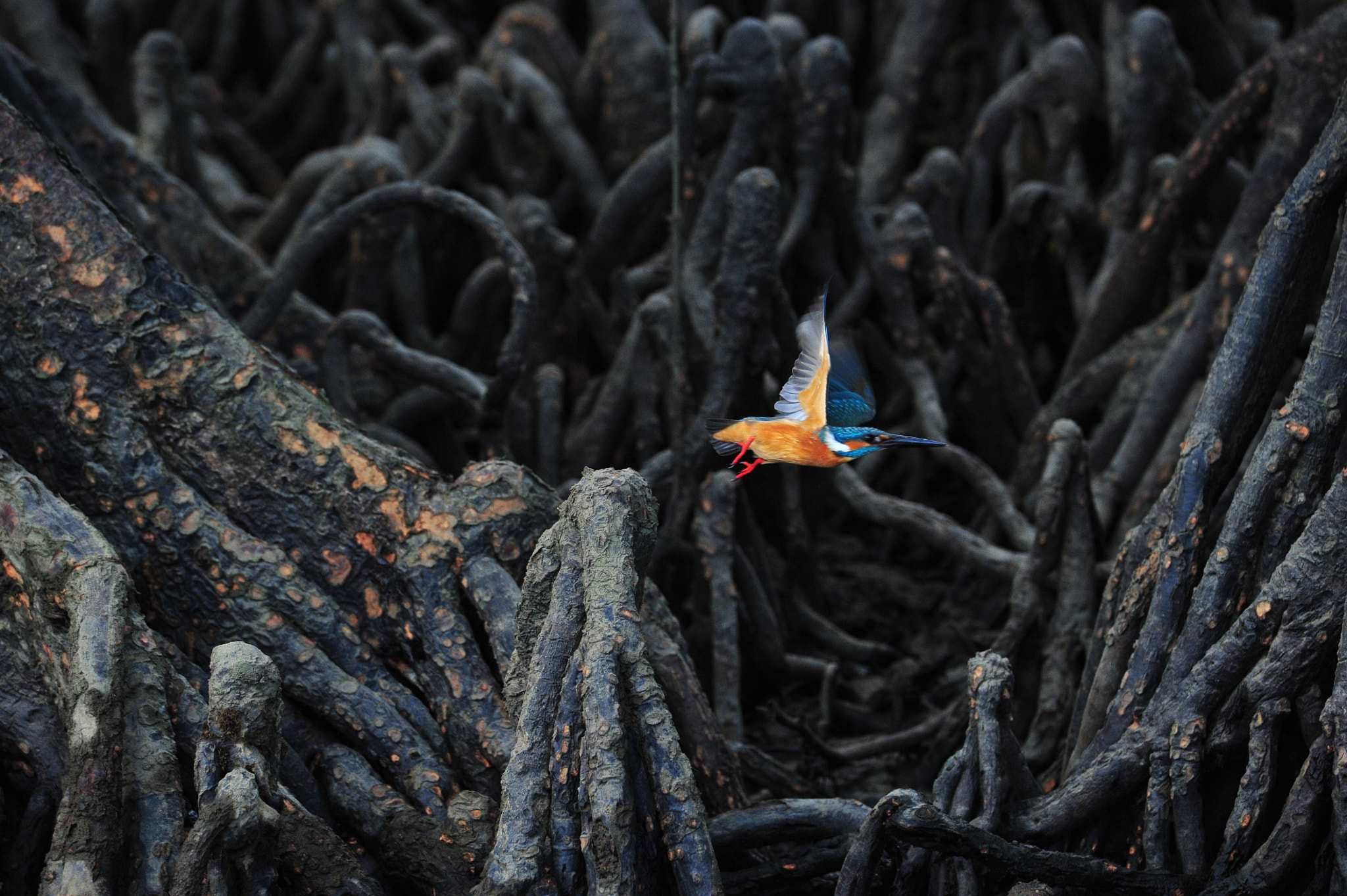 Nikon D3S sample photo. Escape photography