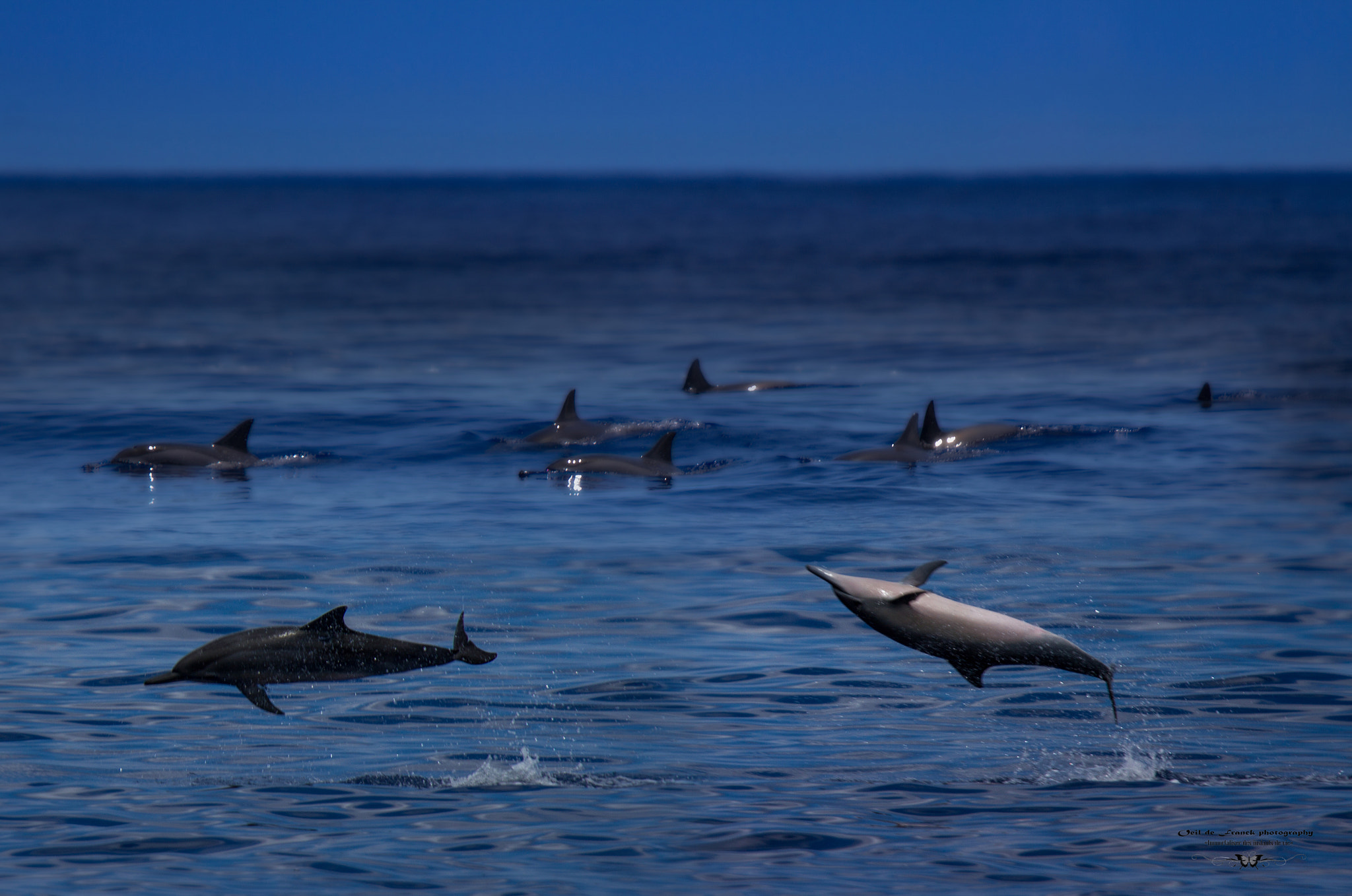 Canon EOS 7D sample photo. Ballet de dauphins photography