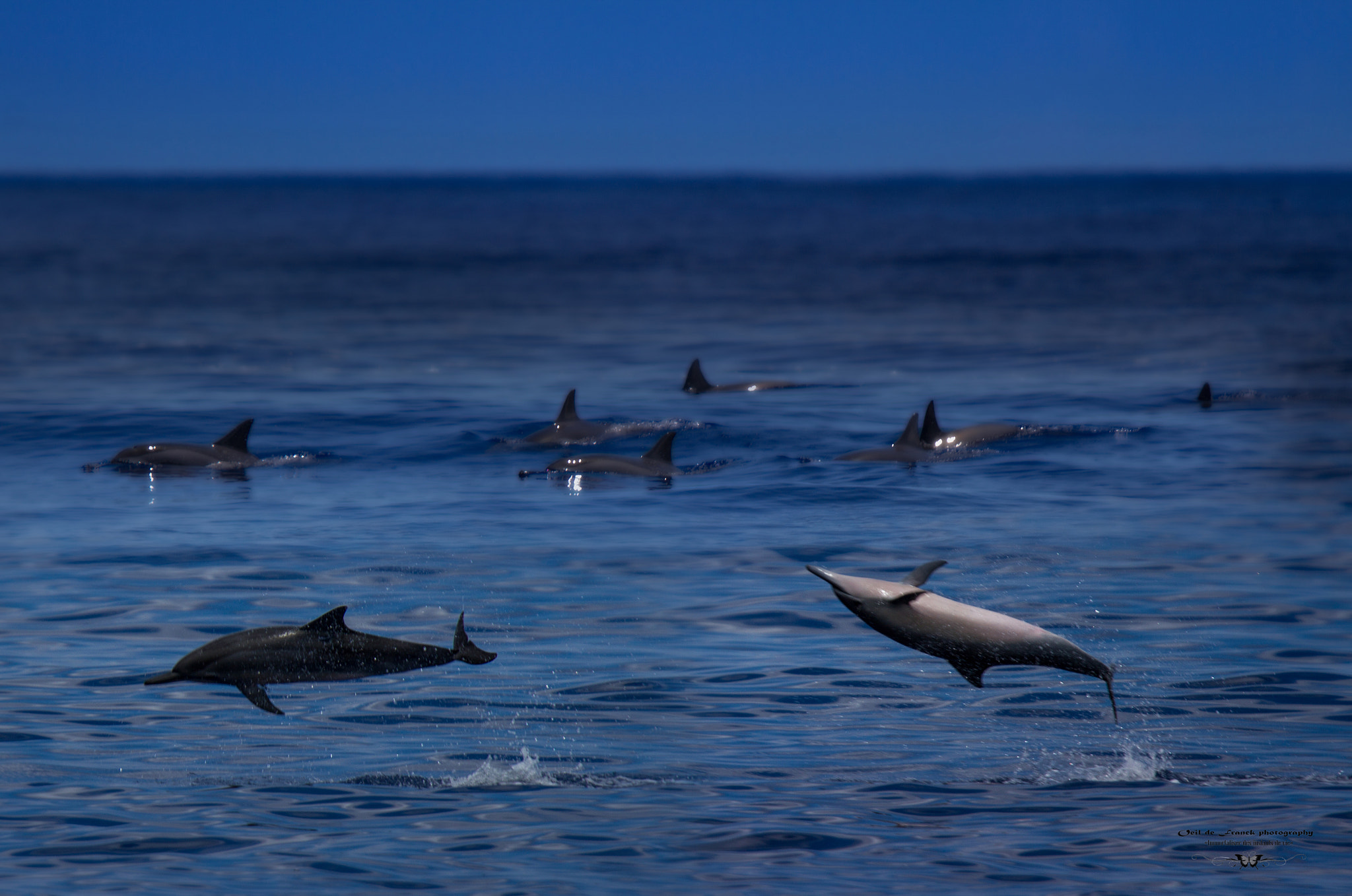 Tamron SP 150-600mm F5-6.3 Di VC USD sample photo. Ballet de dauphins photography