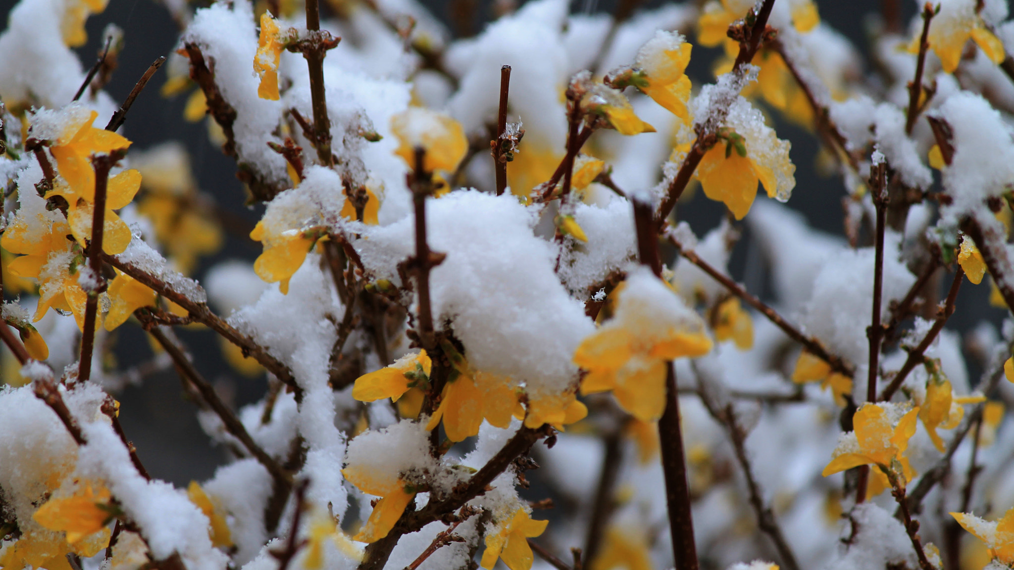 Canon EF-S 55-250mm F4-5.6 IS sample photo. Nature figée photography