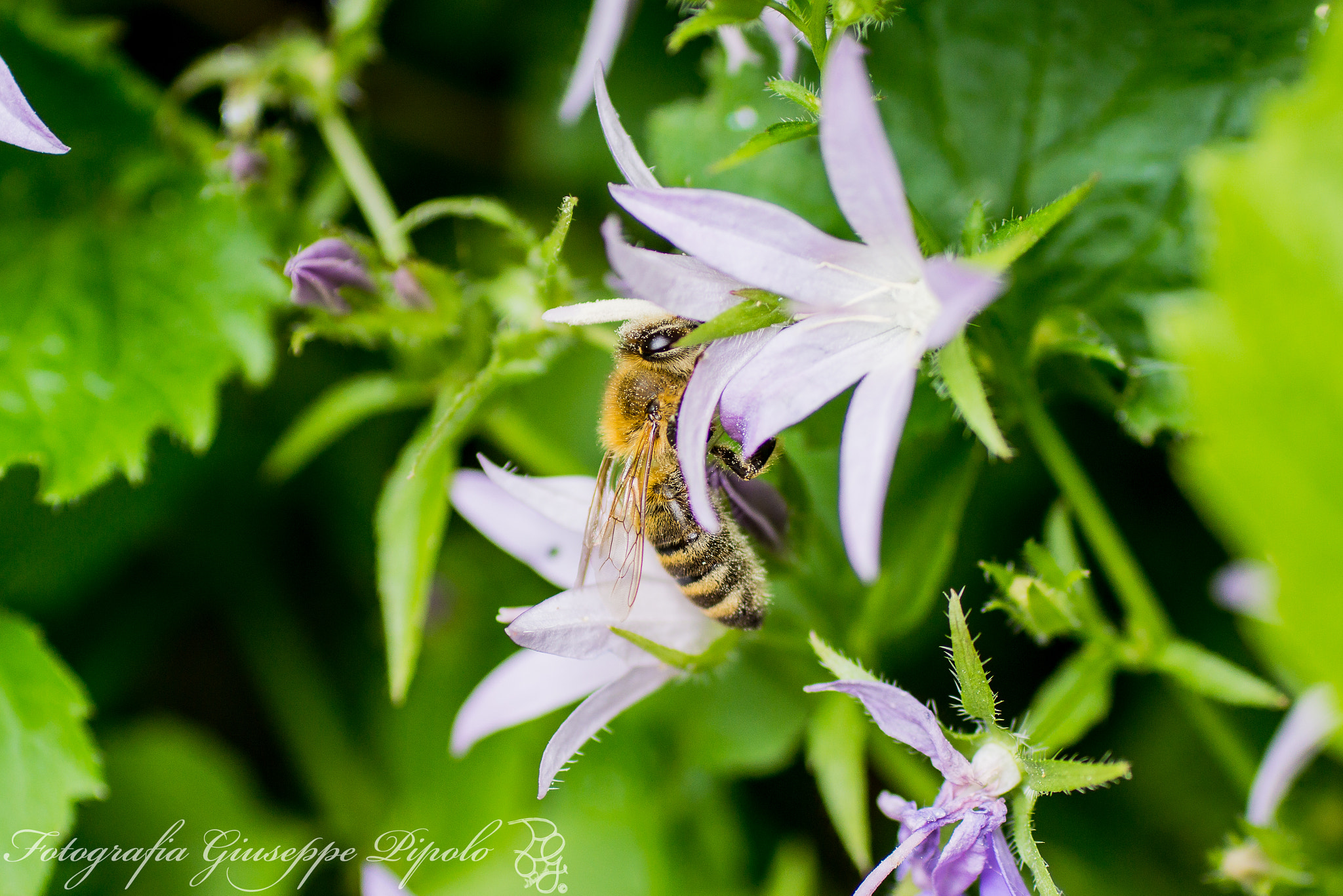 Sony SLT-A77 + Tamron SP AF 90mm F2.8 Di Macro sample photo. Apis mellifera photography