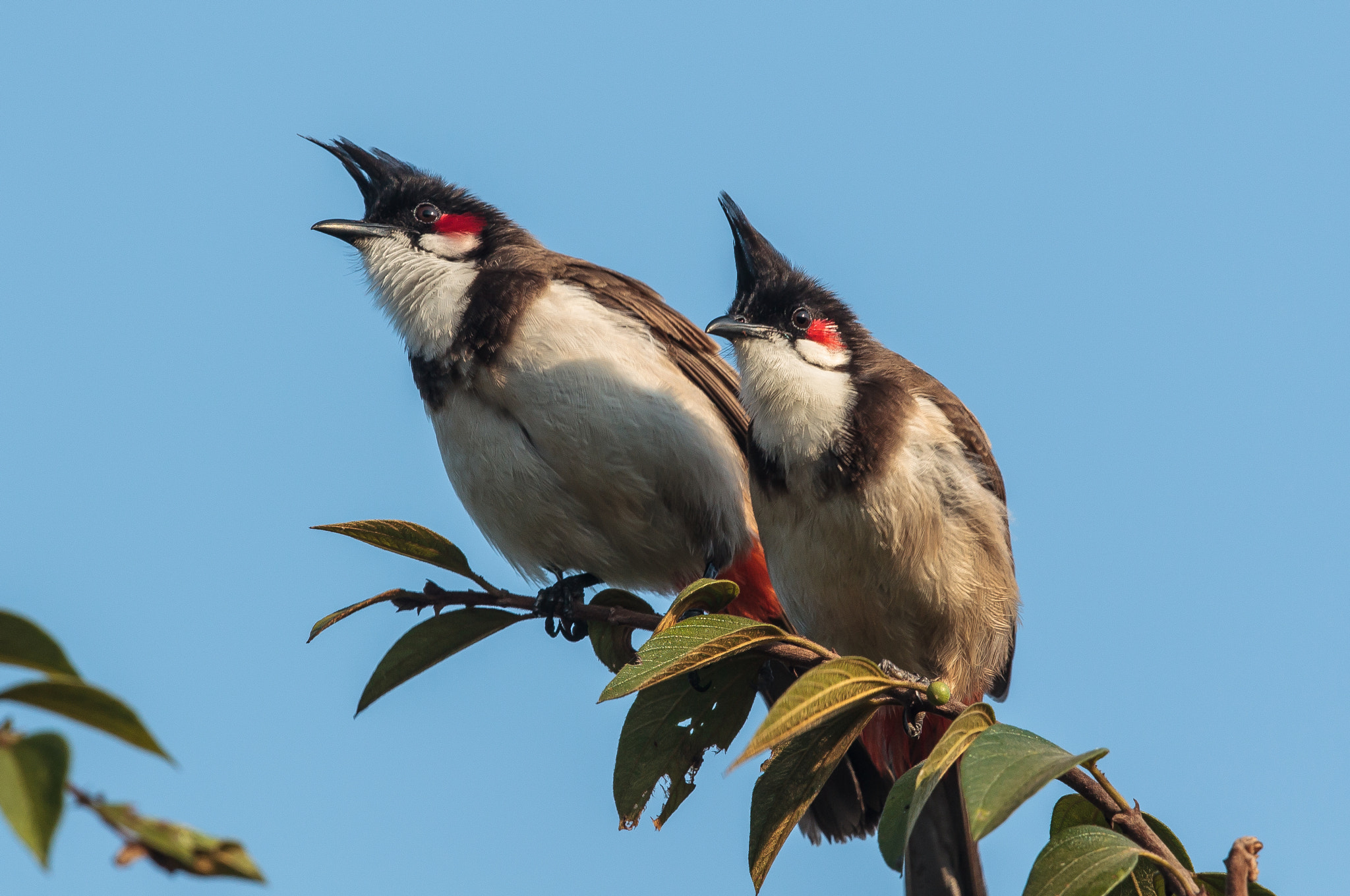 Canon EOS-1D Mark IV + Canon EF 500mm F4L IS II USM sample photo. Pair of red-whiskered bulbuls photography