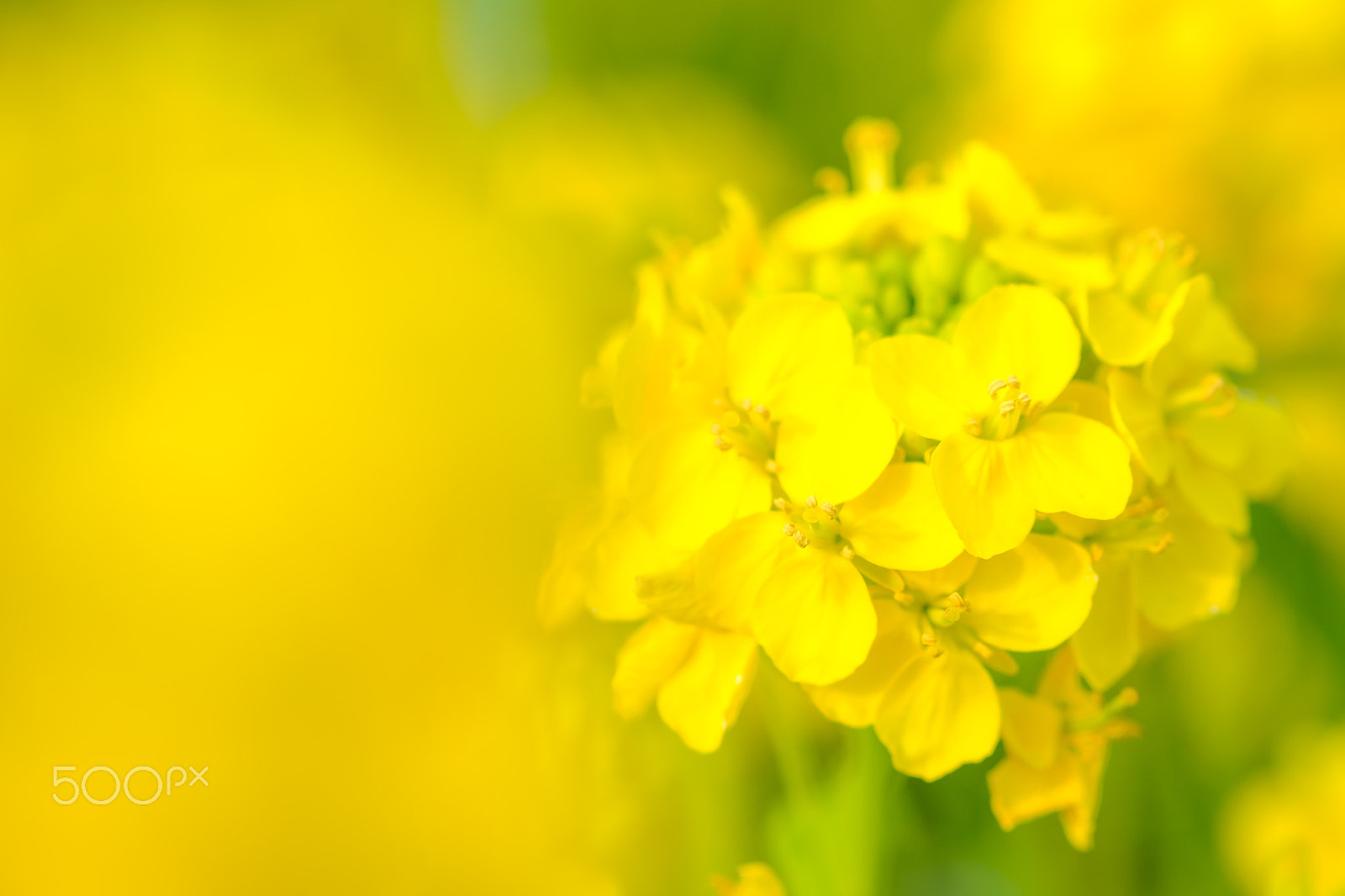 Fujifilm X-M1 + Fujifilm XF 60mm F2.4 R Macro sample photo. Spring has come photography