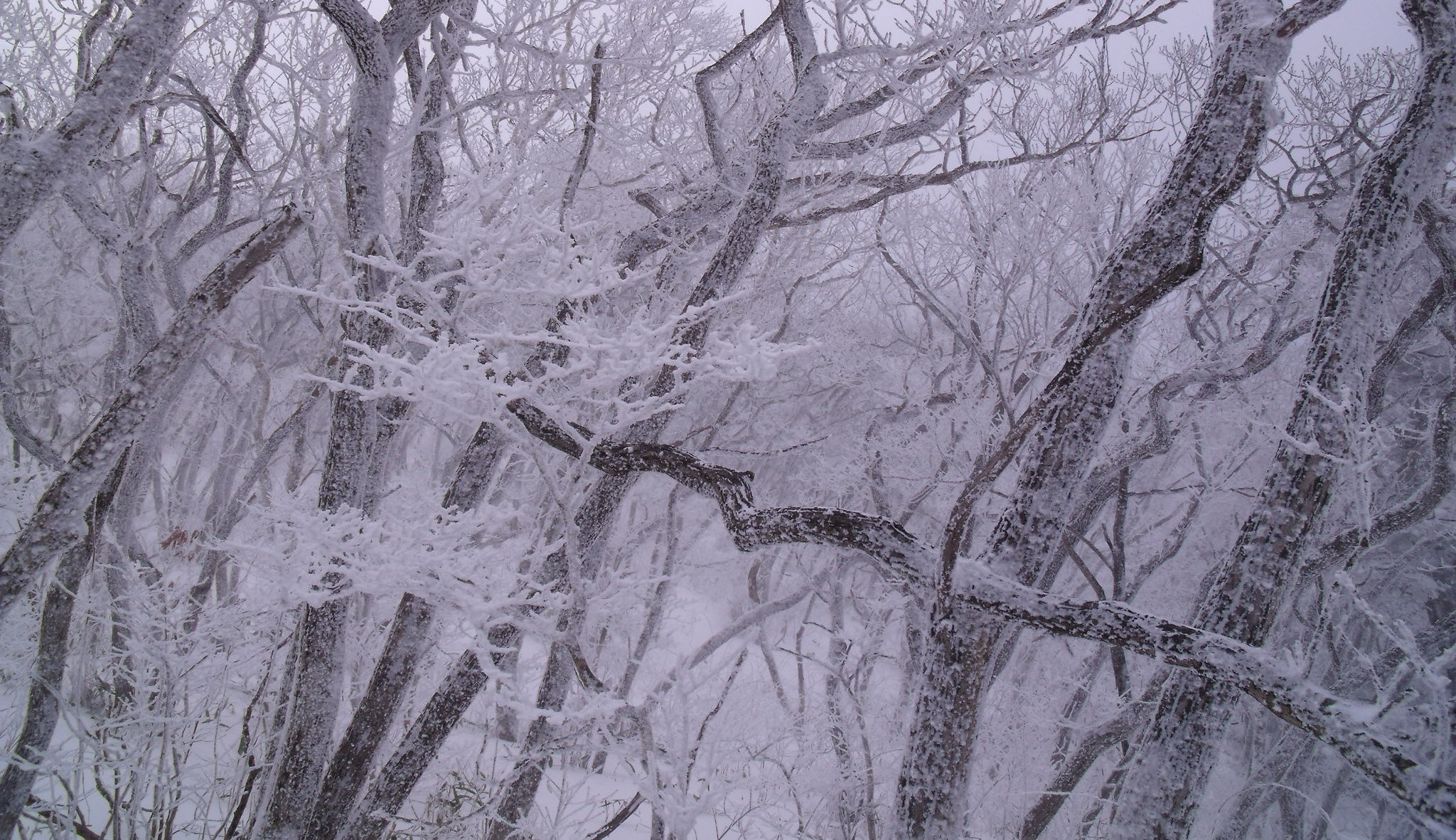 Fujifilm FinePix J110W sample photo. Winter trees photography