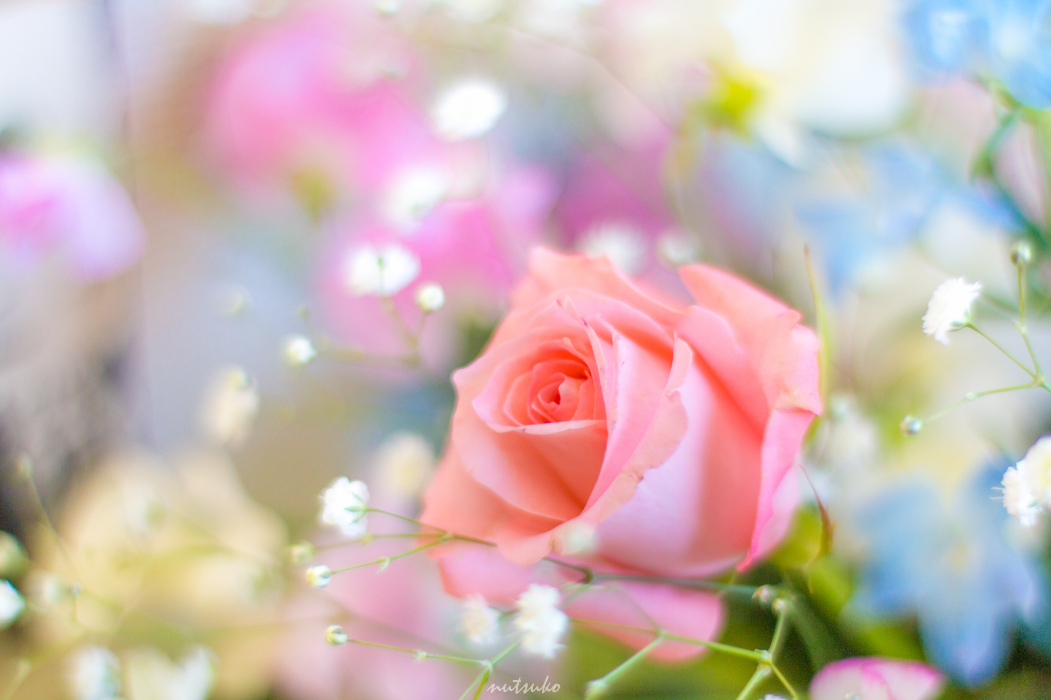Canon EOS 70D + ZEISS Planar T* 50mm F1.4 sample photo. Rose and colorful photography